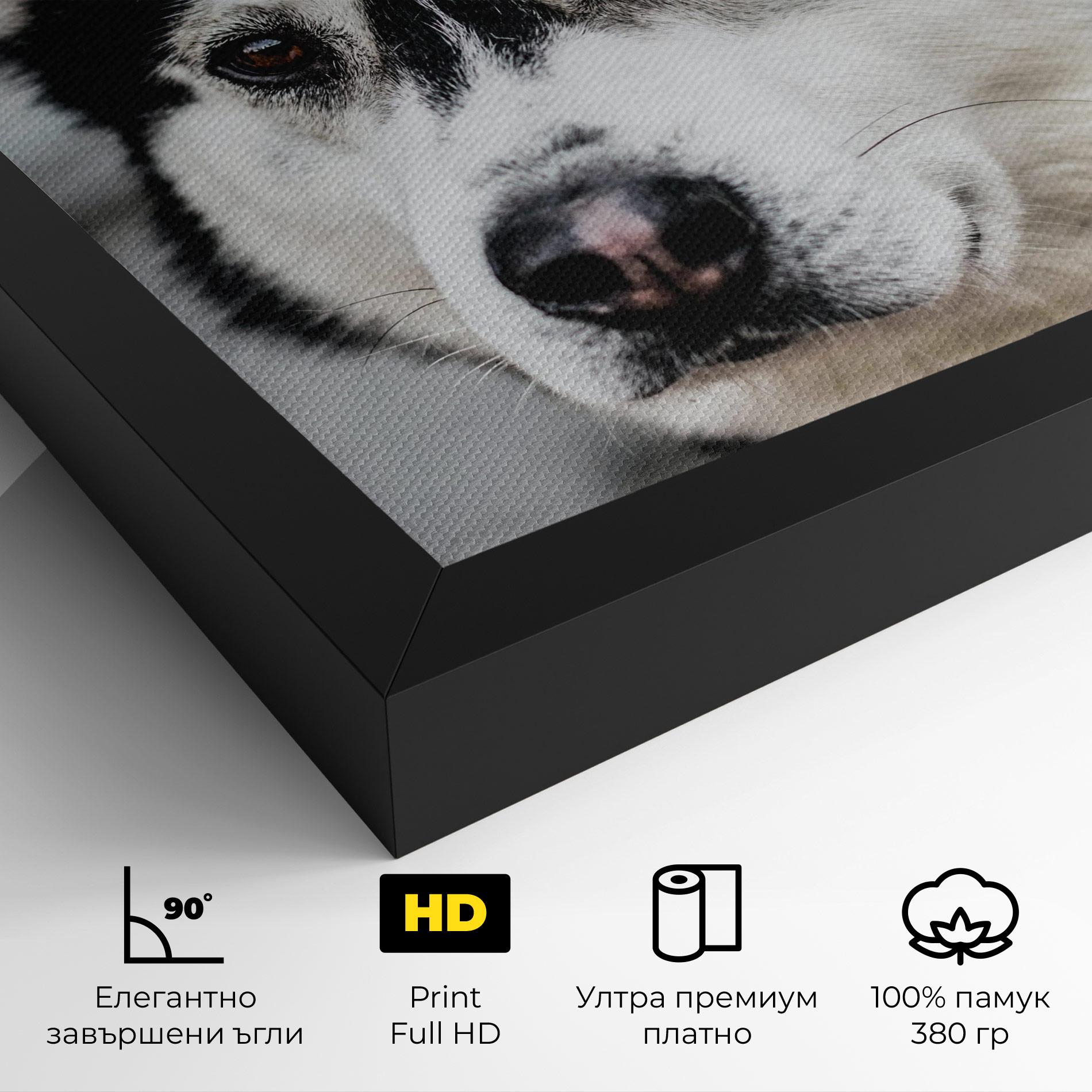 Картина на платно Husky Dog mockup 4