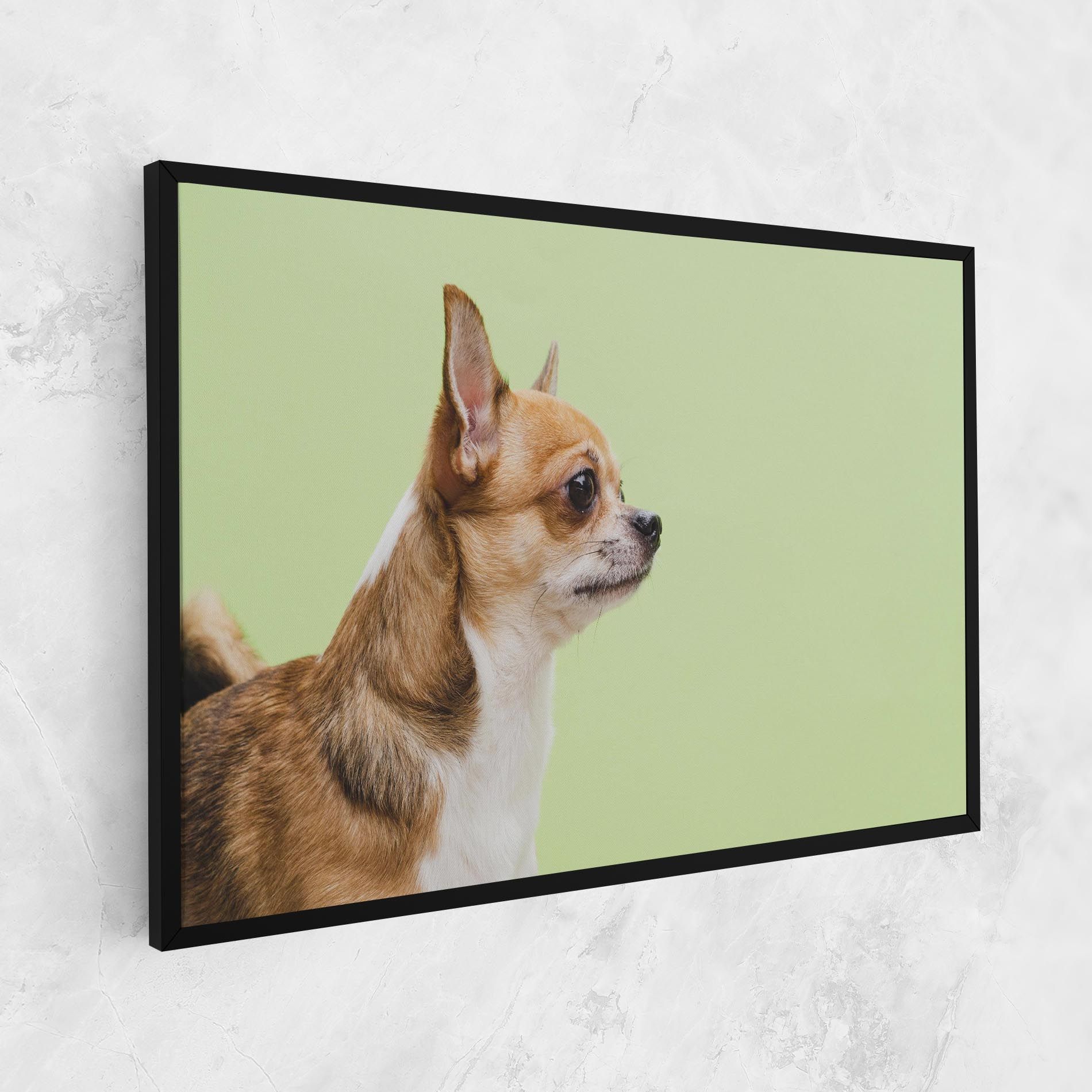 Chihuahua Dog mockup 1