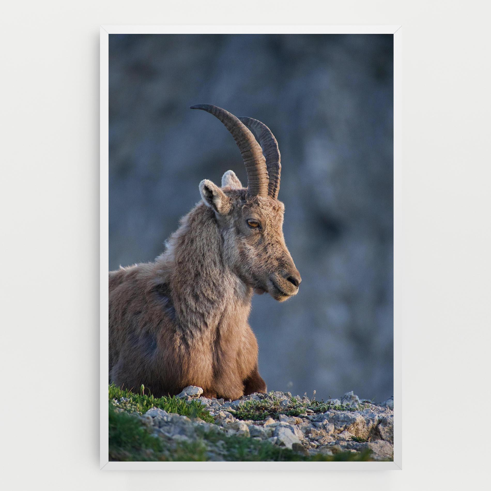 Картина на платно Mountain Goat mockup 0