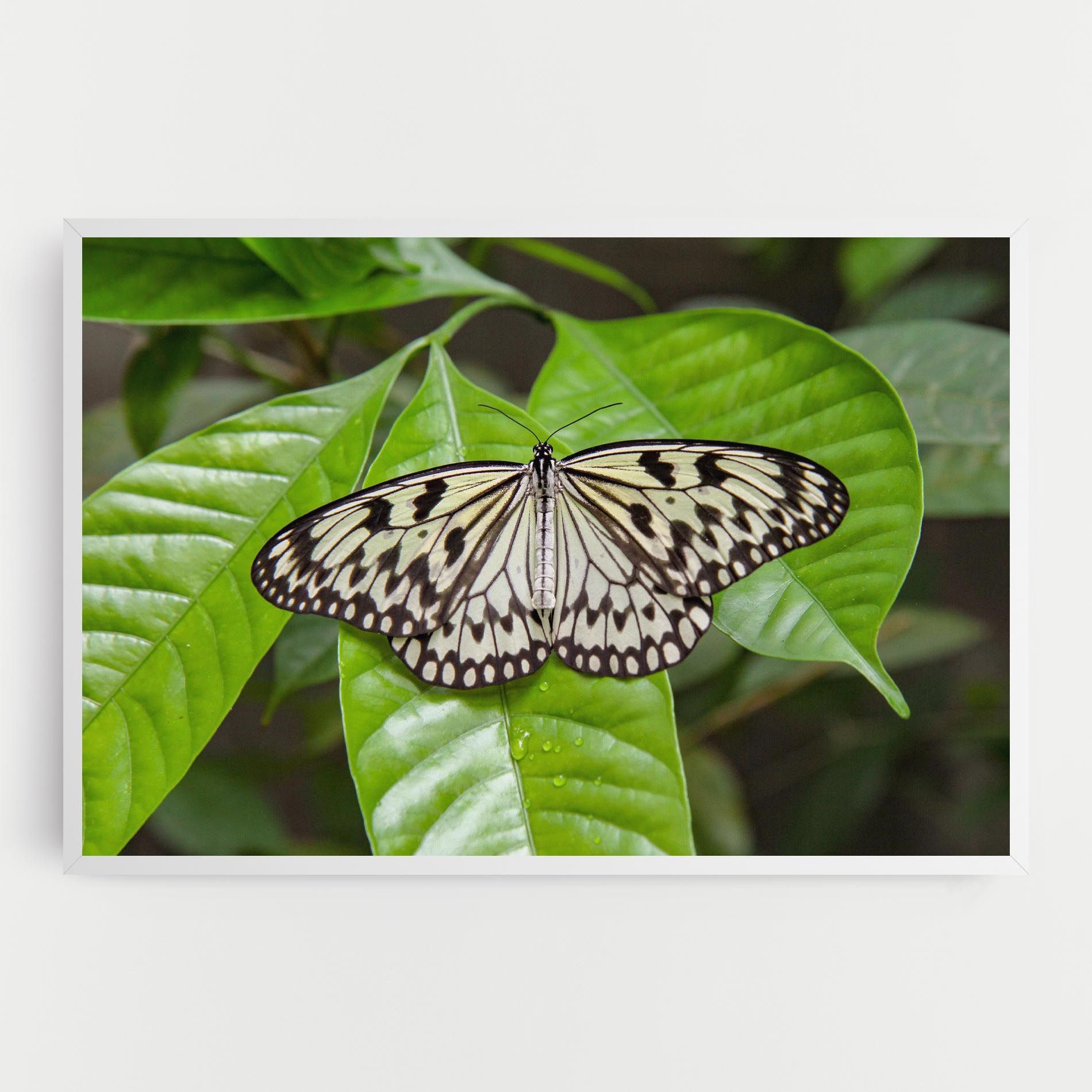 Beautiful White Butterfly mockup 0