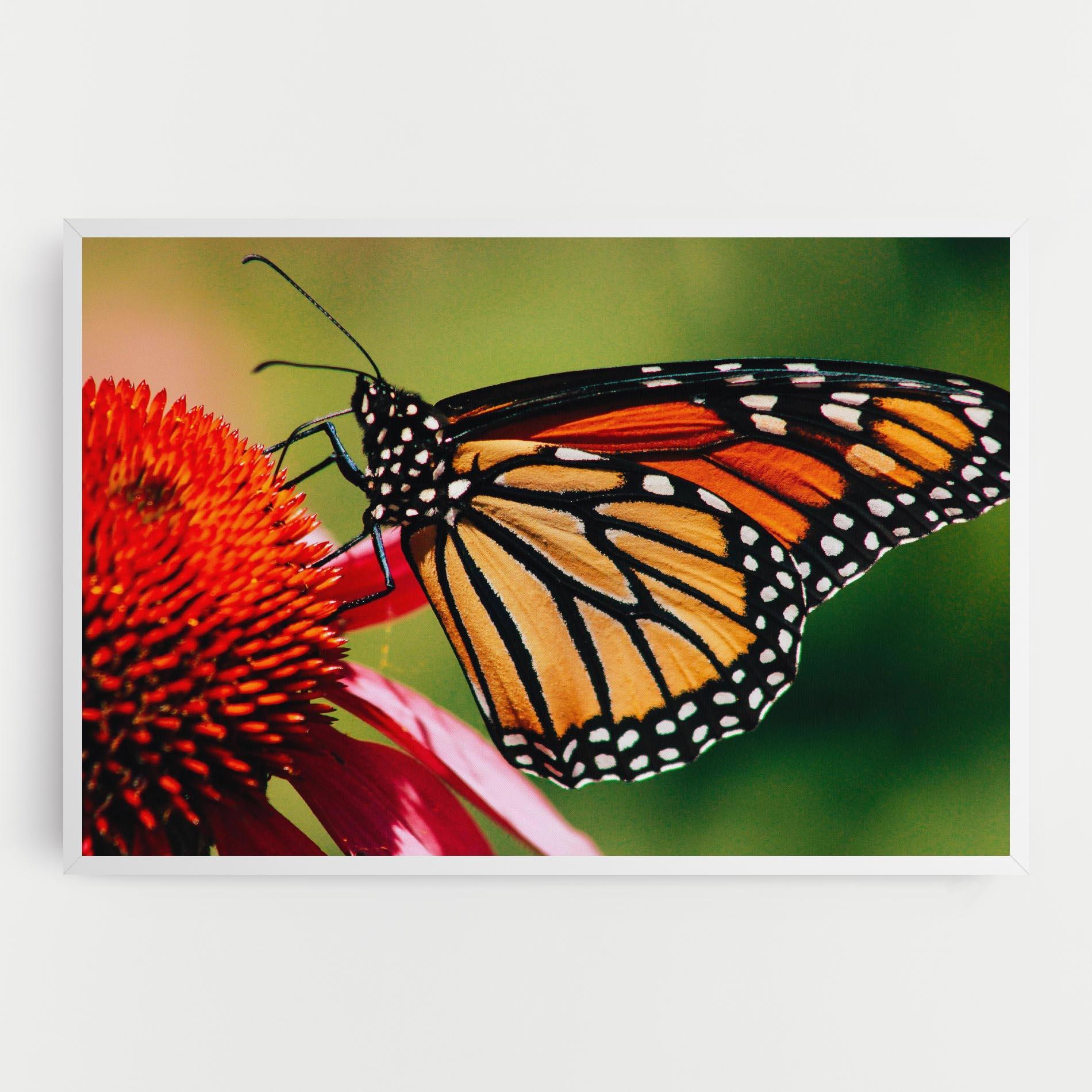Картина на платно Big Orange Butterfly mockup 0