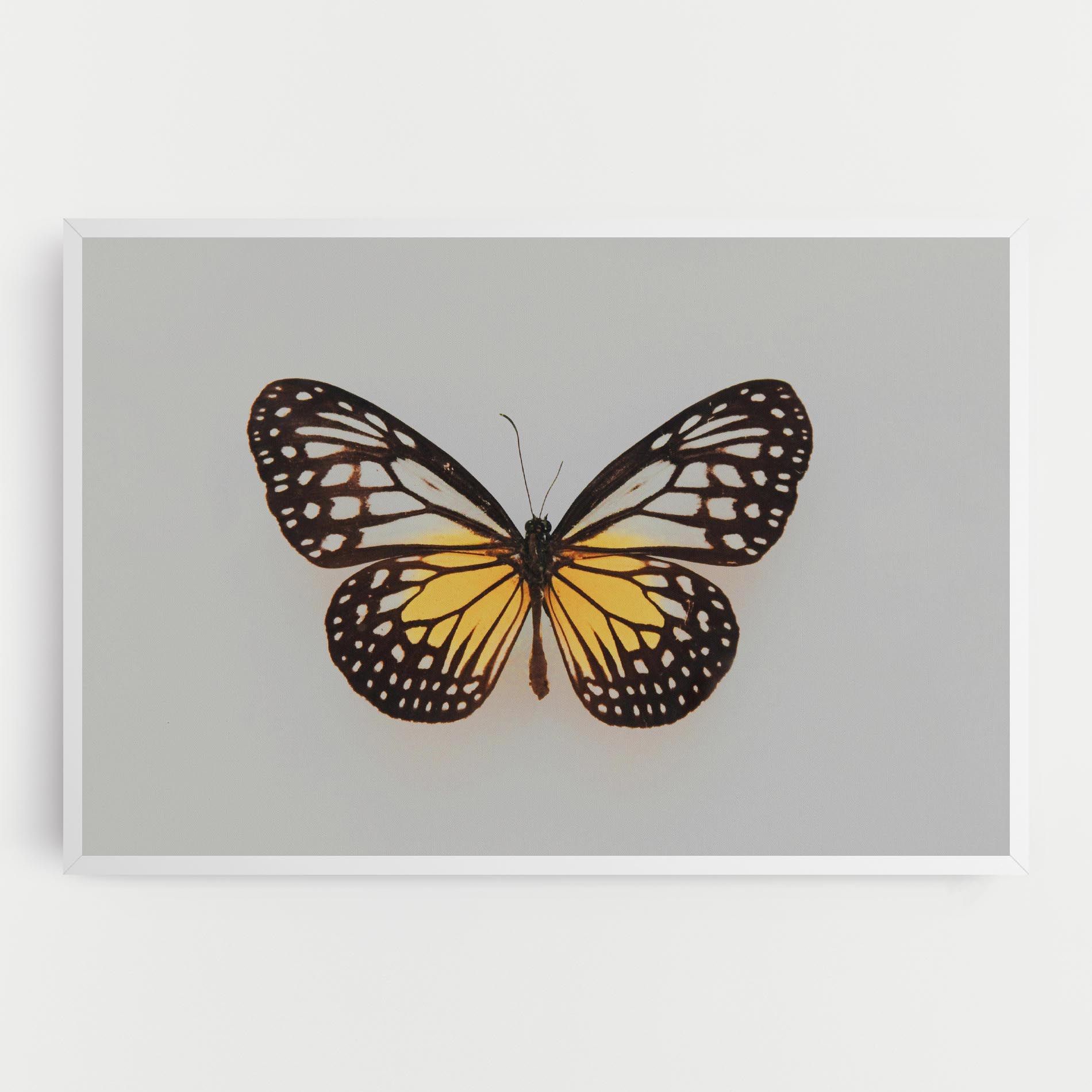 Butterfly On Grey mockup 0