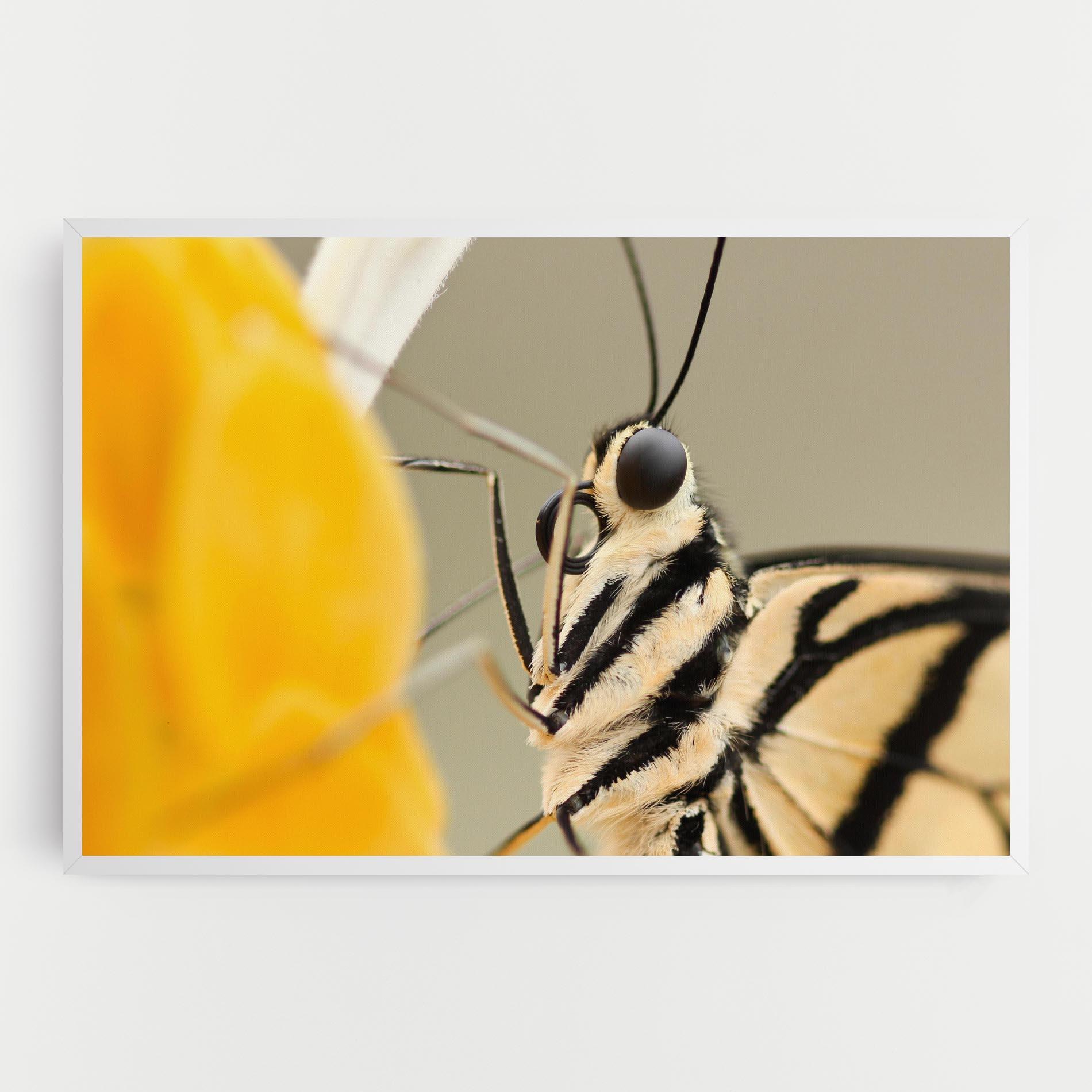 Картина на платно Close Up Cream Butterfly mockup 0