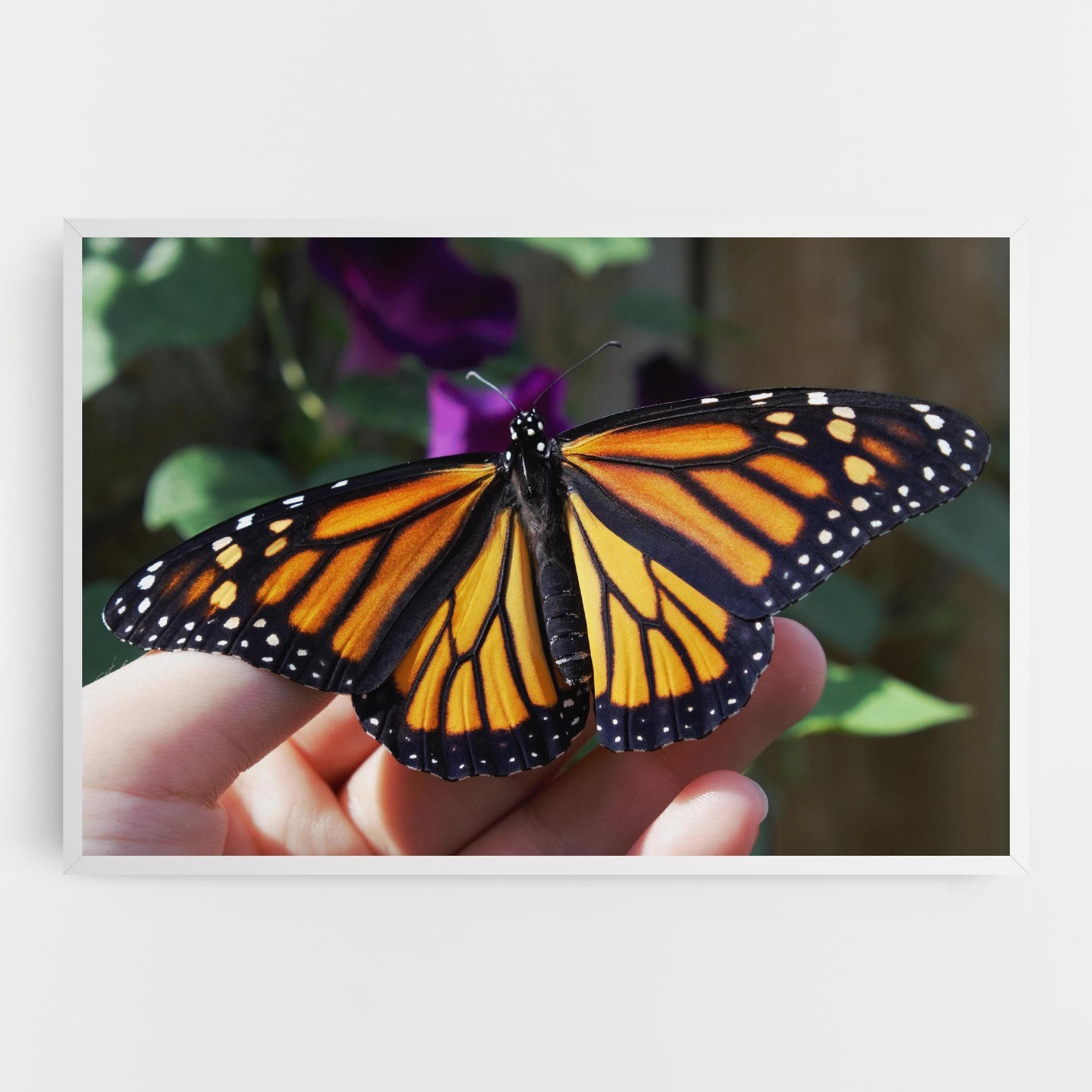 Open Orange Butterfly mockup 0