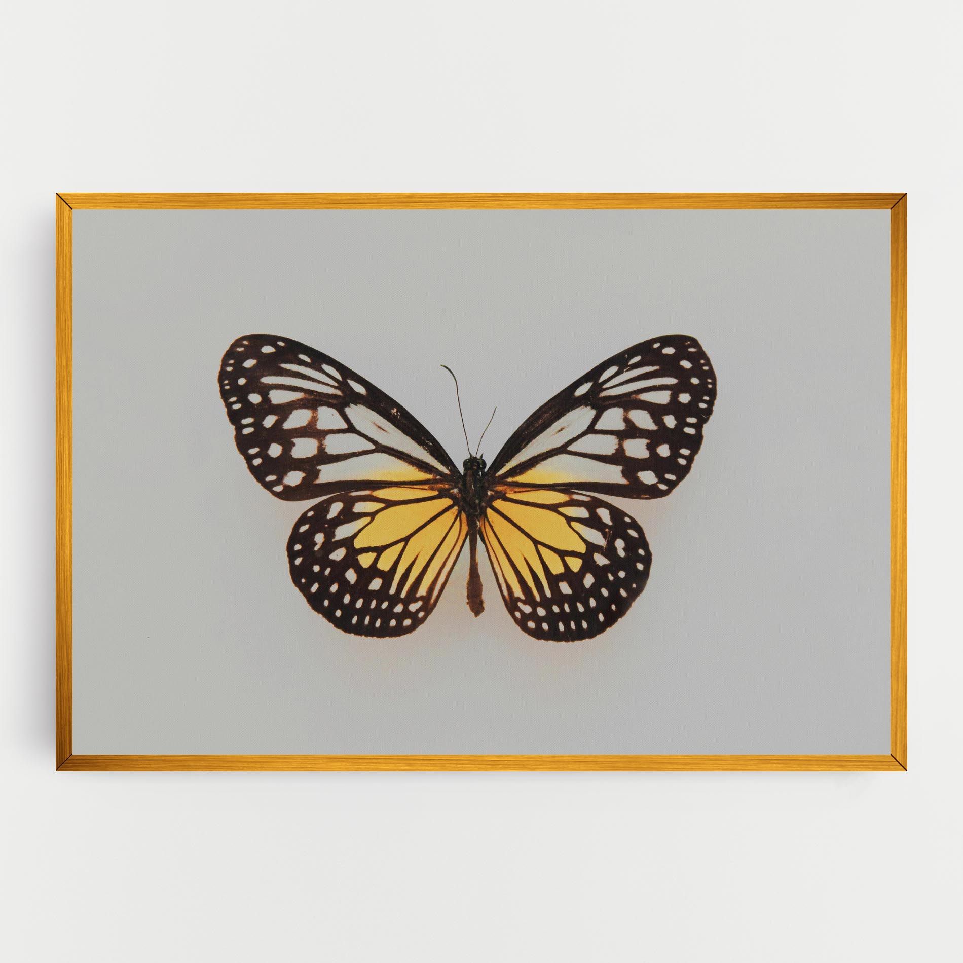 Butterfly On Grey mockup 0