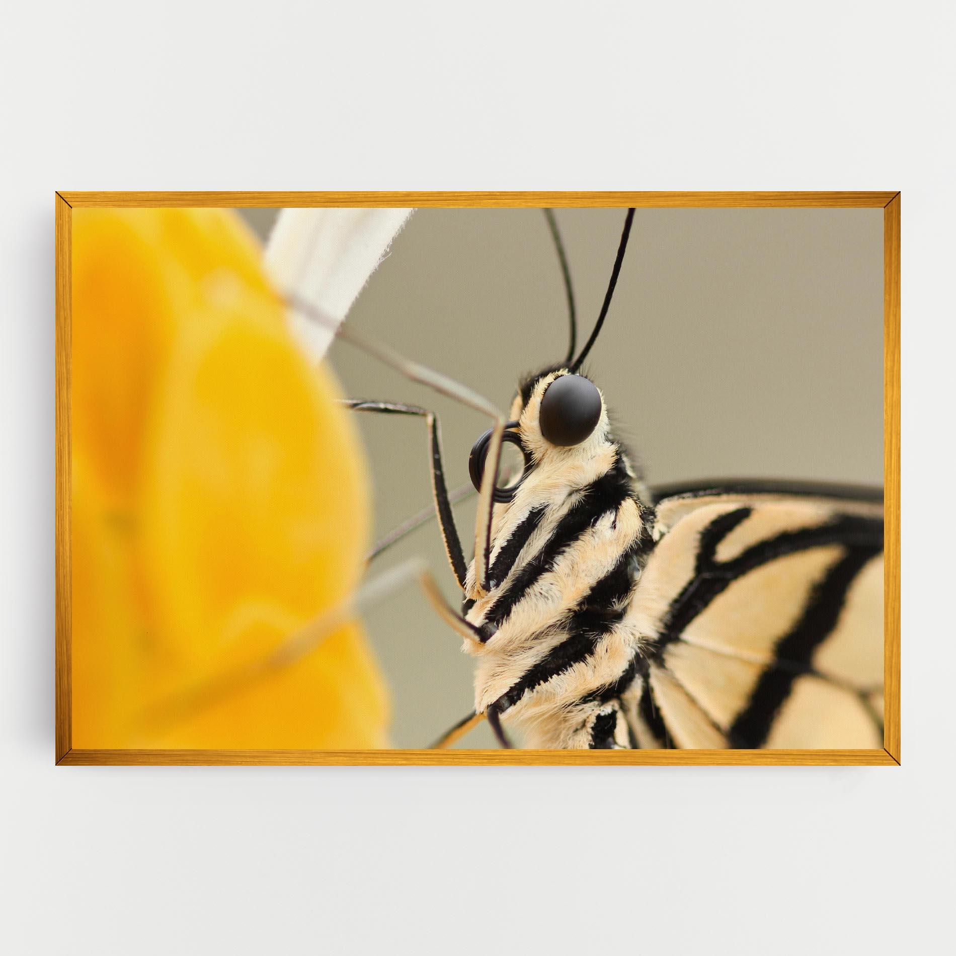 Картина на платно Close Up Cream Butterfly mockup 0