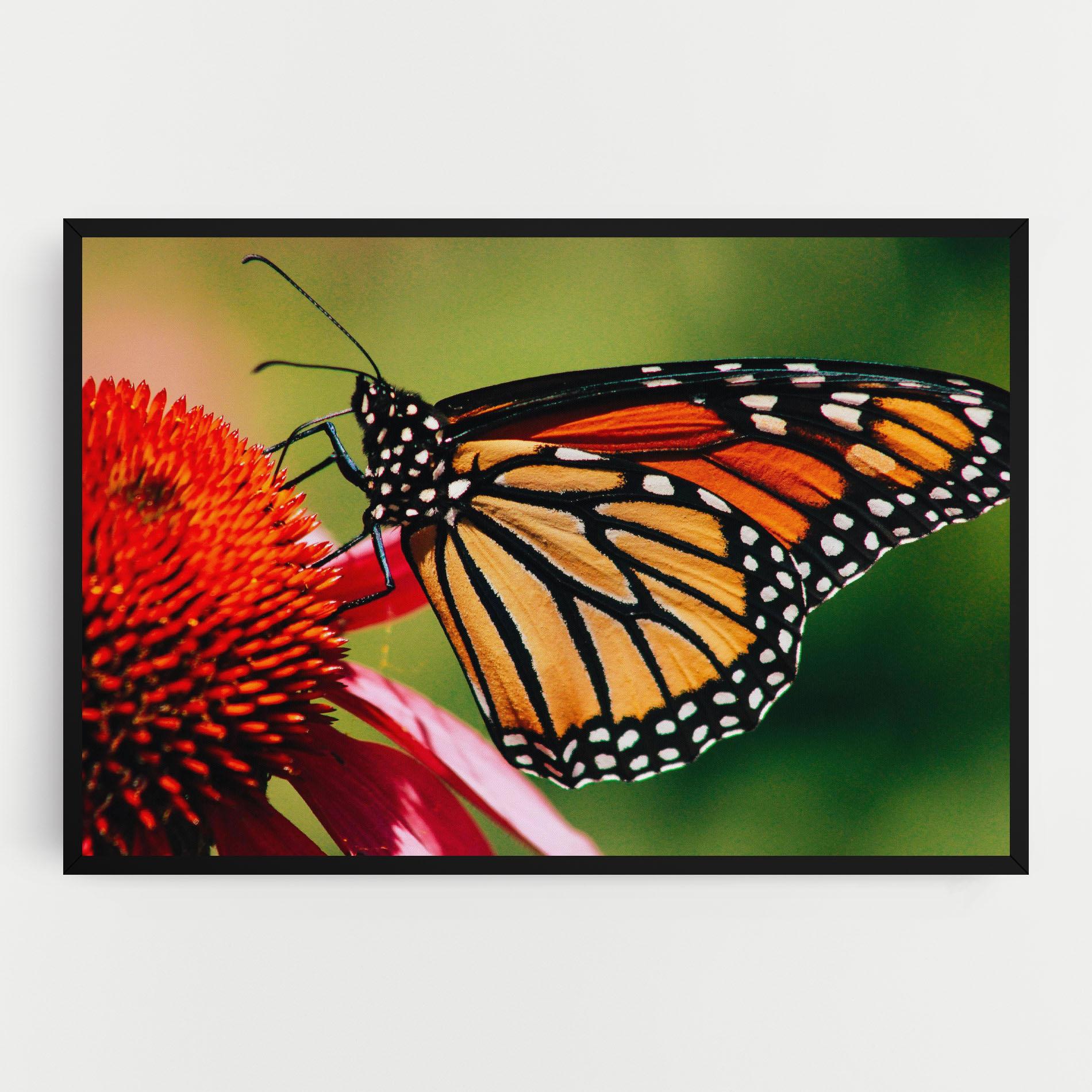 Картина на платно Big Orange Butterfly mockup 0