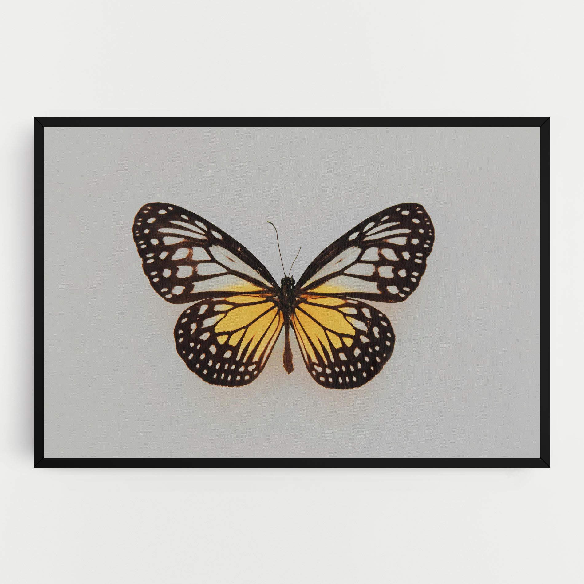 Butterfly On Grey mockup 0