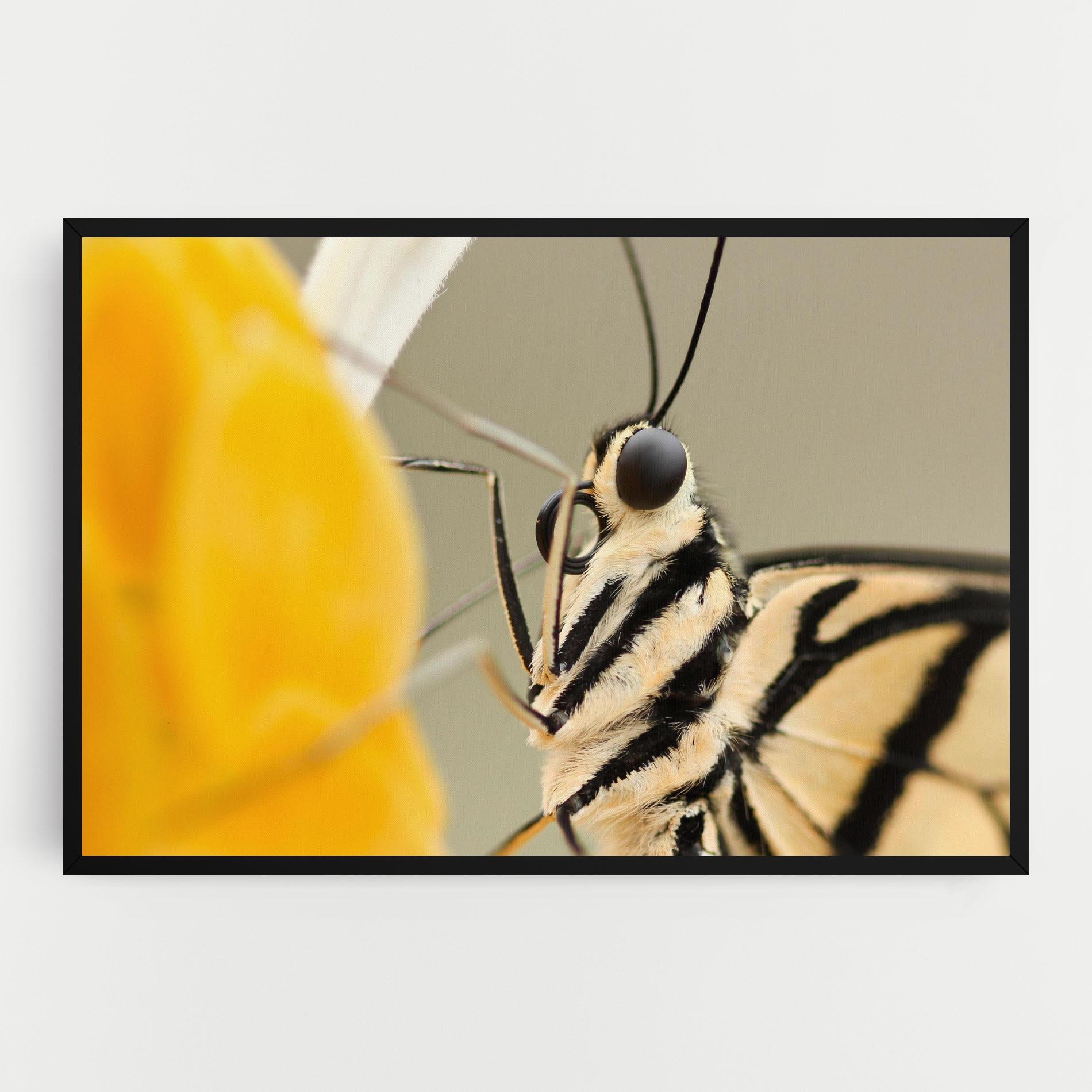 Картина на платно Close Up Cream Butterfly mockup 0