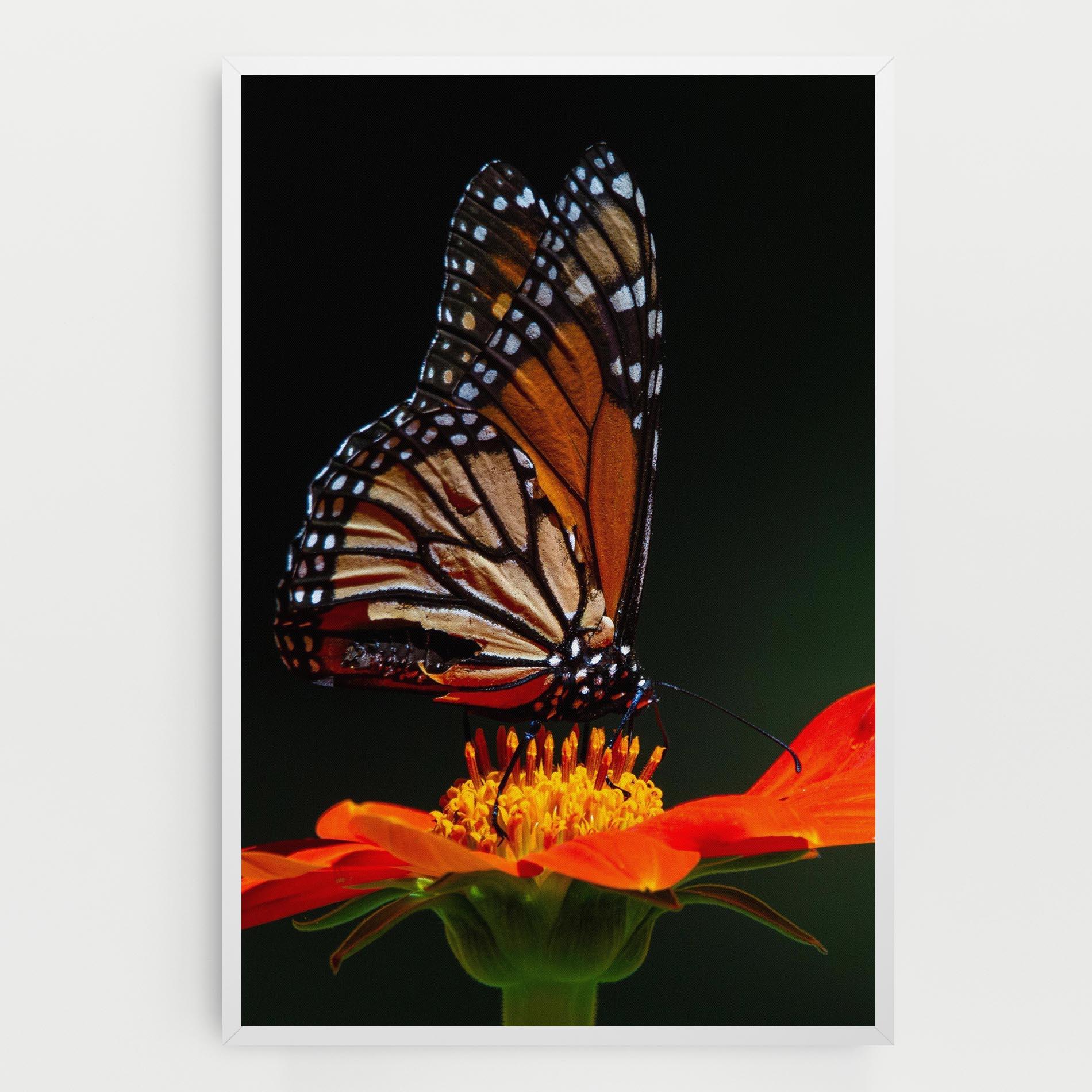 Картина на платно Dark Orange Butterfy mockup 0