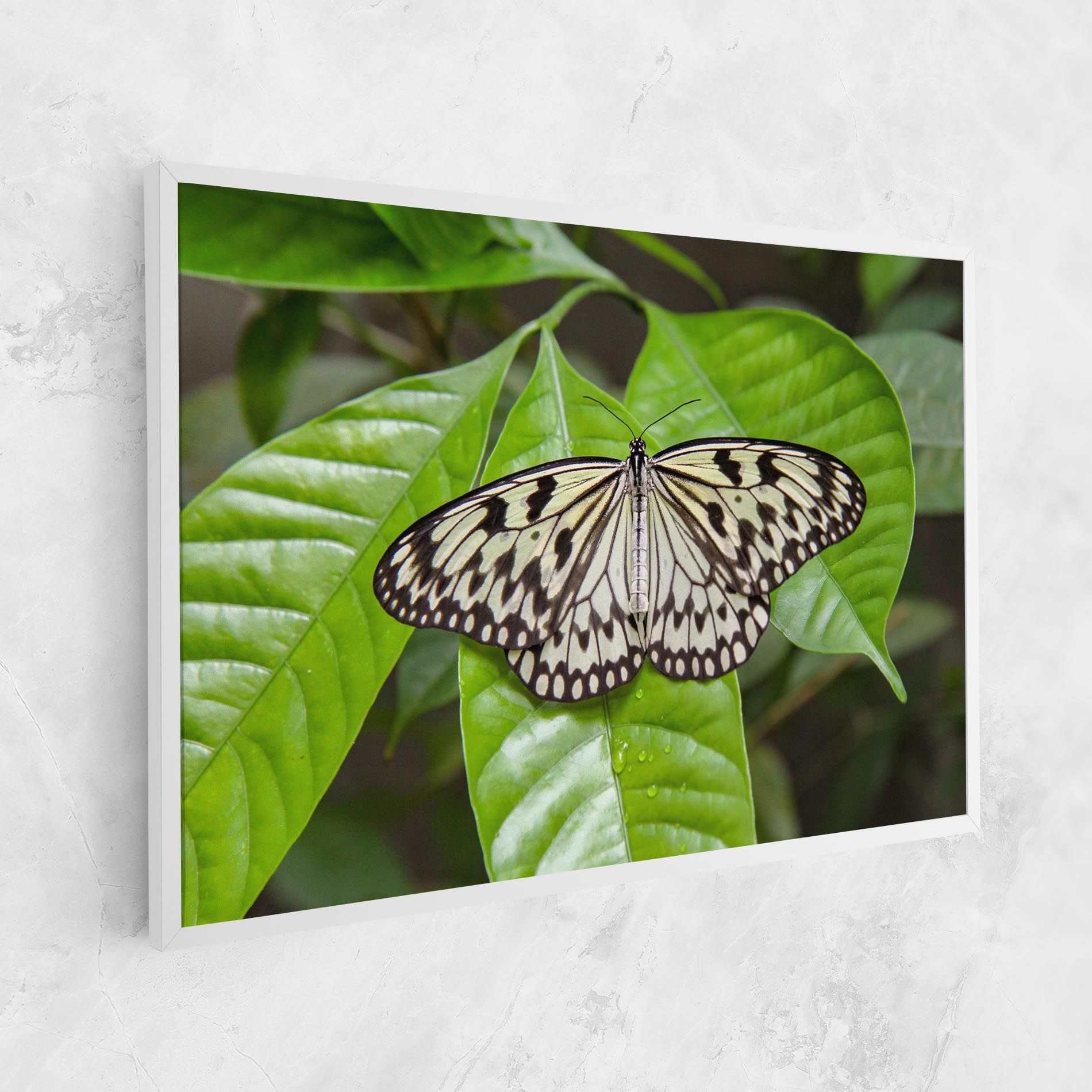 Beautiful White Butterfly mockup 1