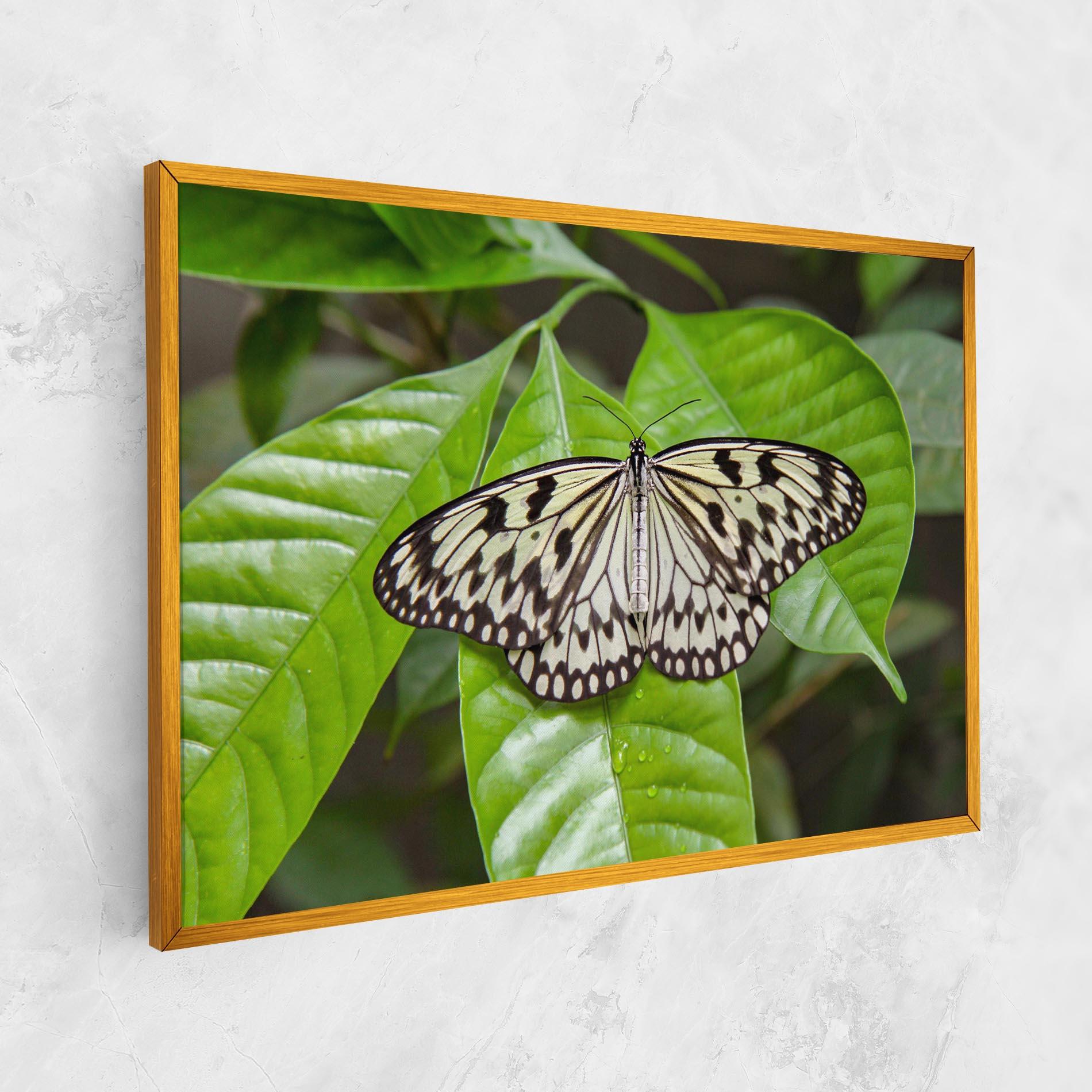 Картина на платно Beautiful White Butterfly mockup 1