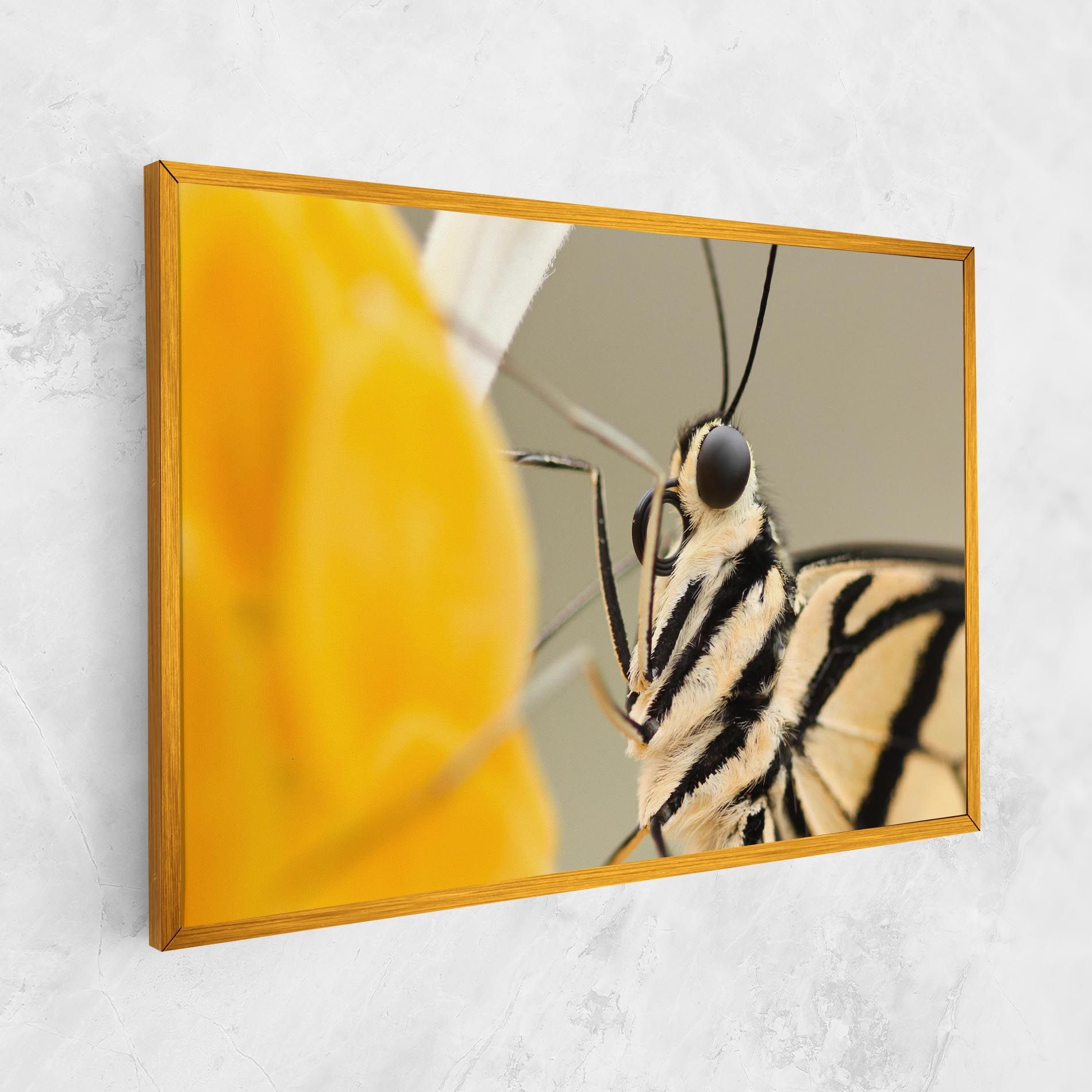 Close Up Cream Butterfly mockup 1