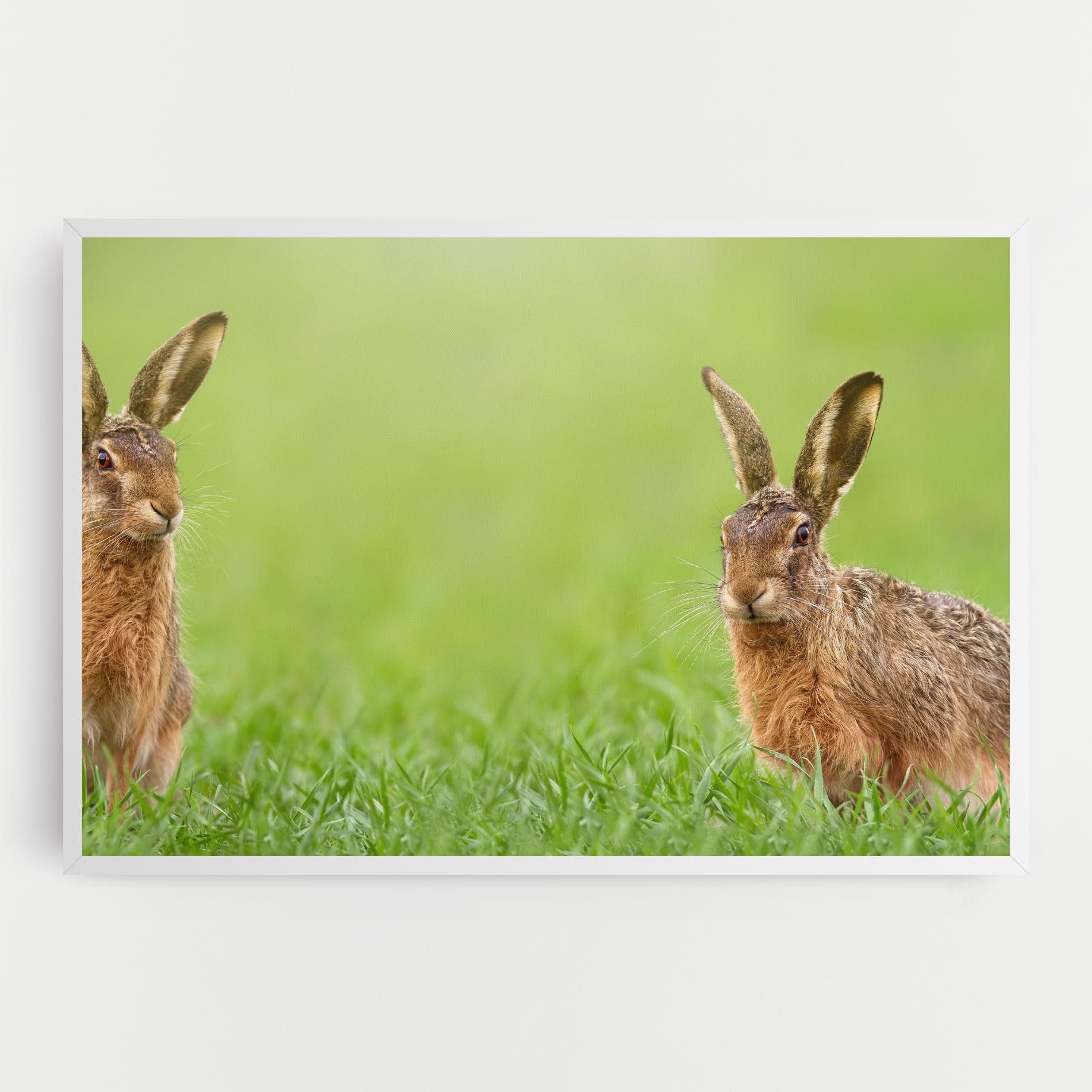 Brown Hares mockup 0