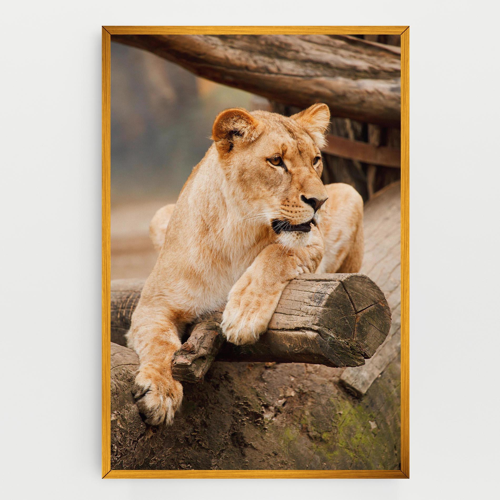 Картина на платно Female Lion Sitting mockup 0