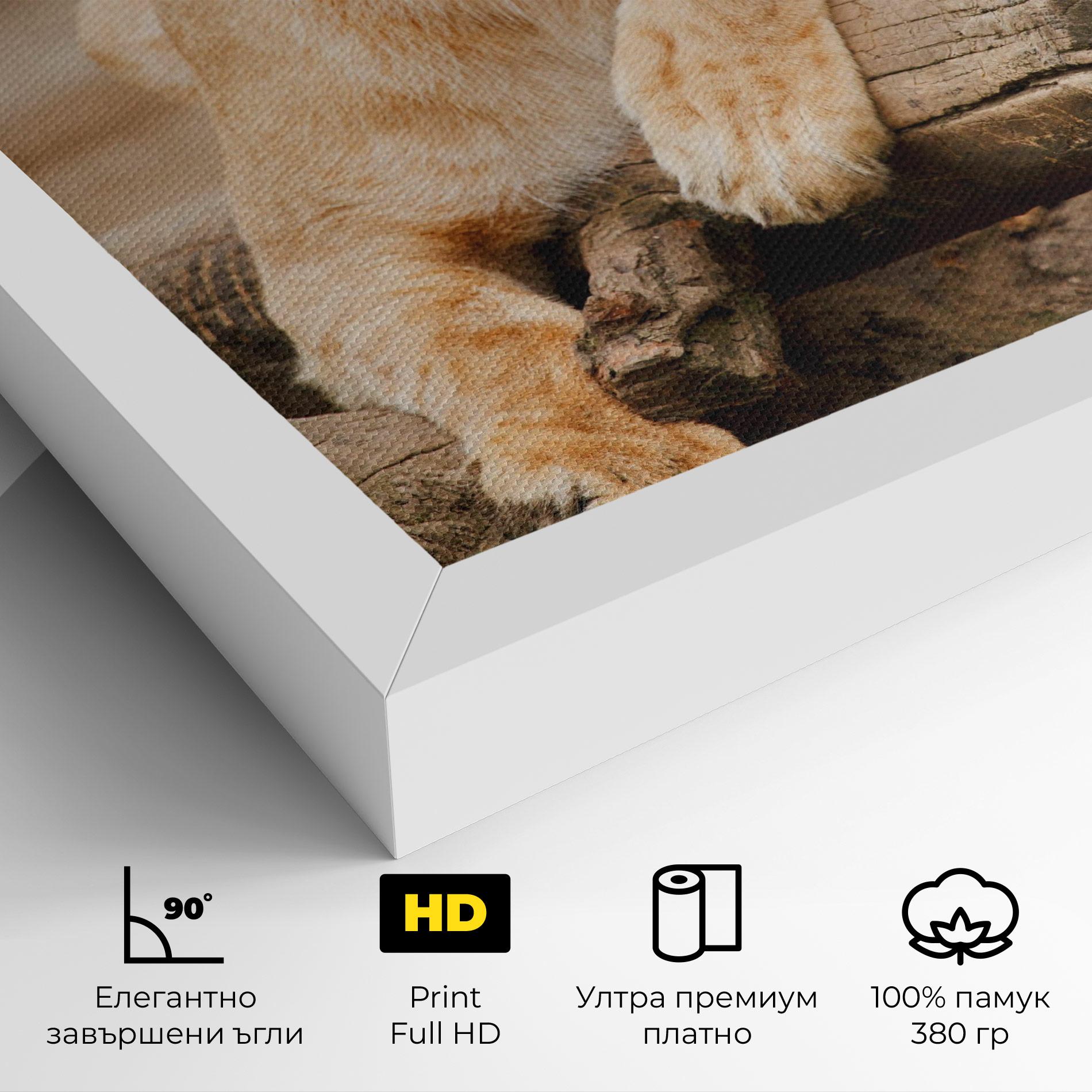 Картина на платно Female Lion Sitting mockup 4