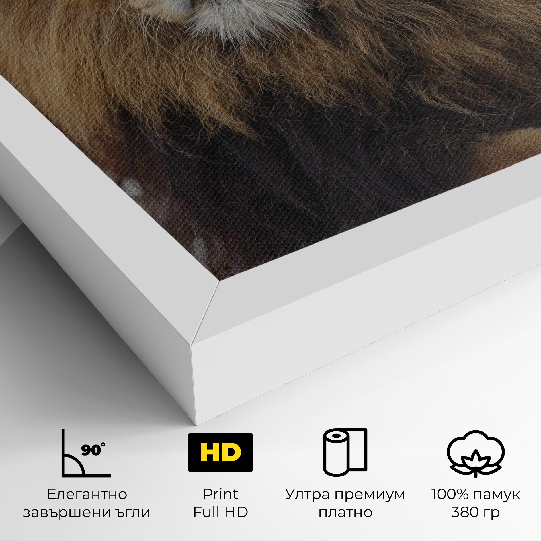 Картина на платно Lion Chilling mockup 4
