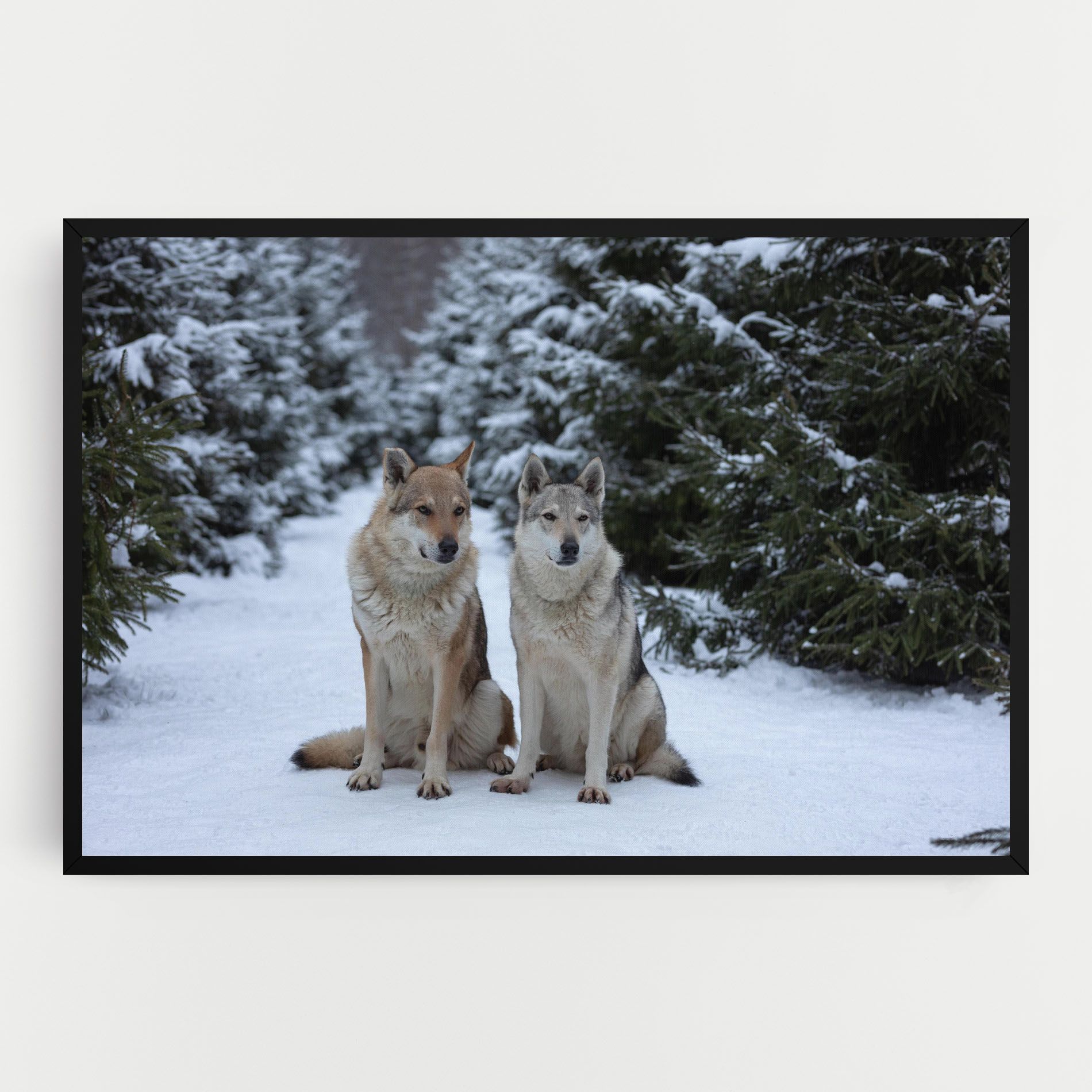 2 Wolfs Sitting mockup 0