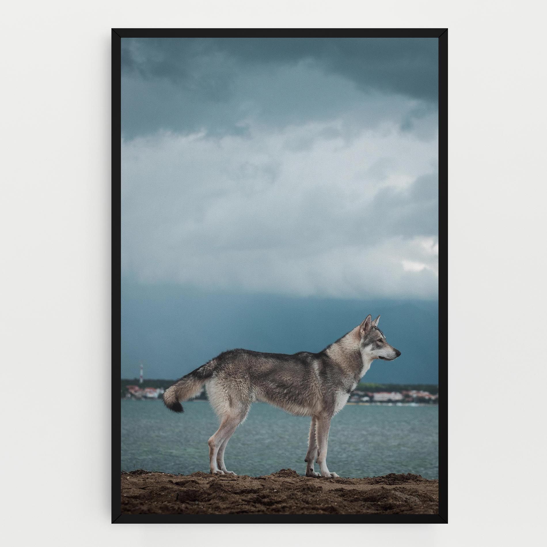 Grey Wolf Looking mockup 0
