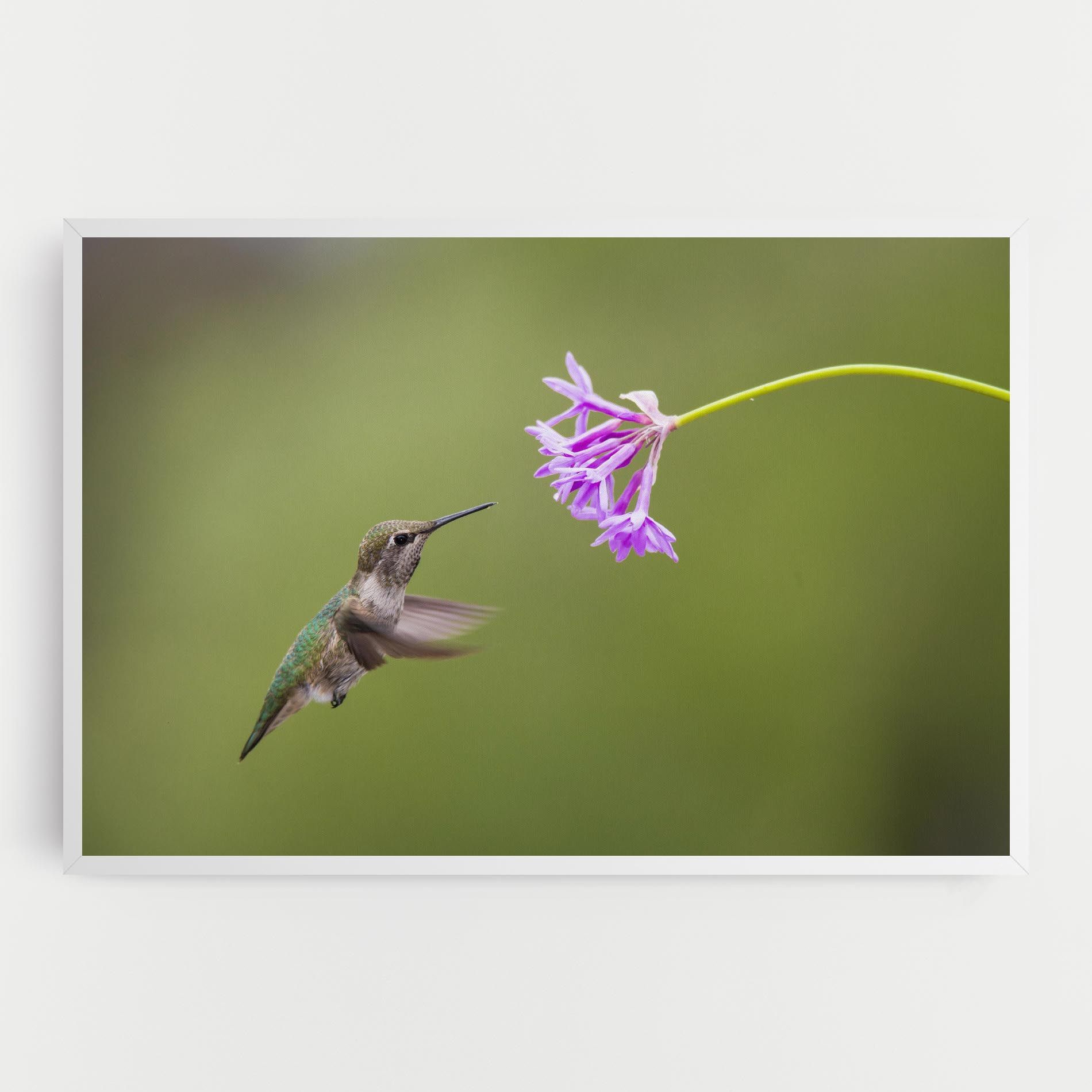 Cute Hummingbird mockup 0