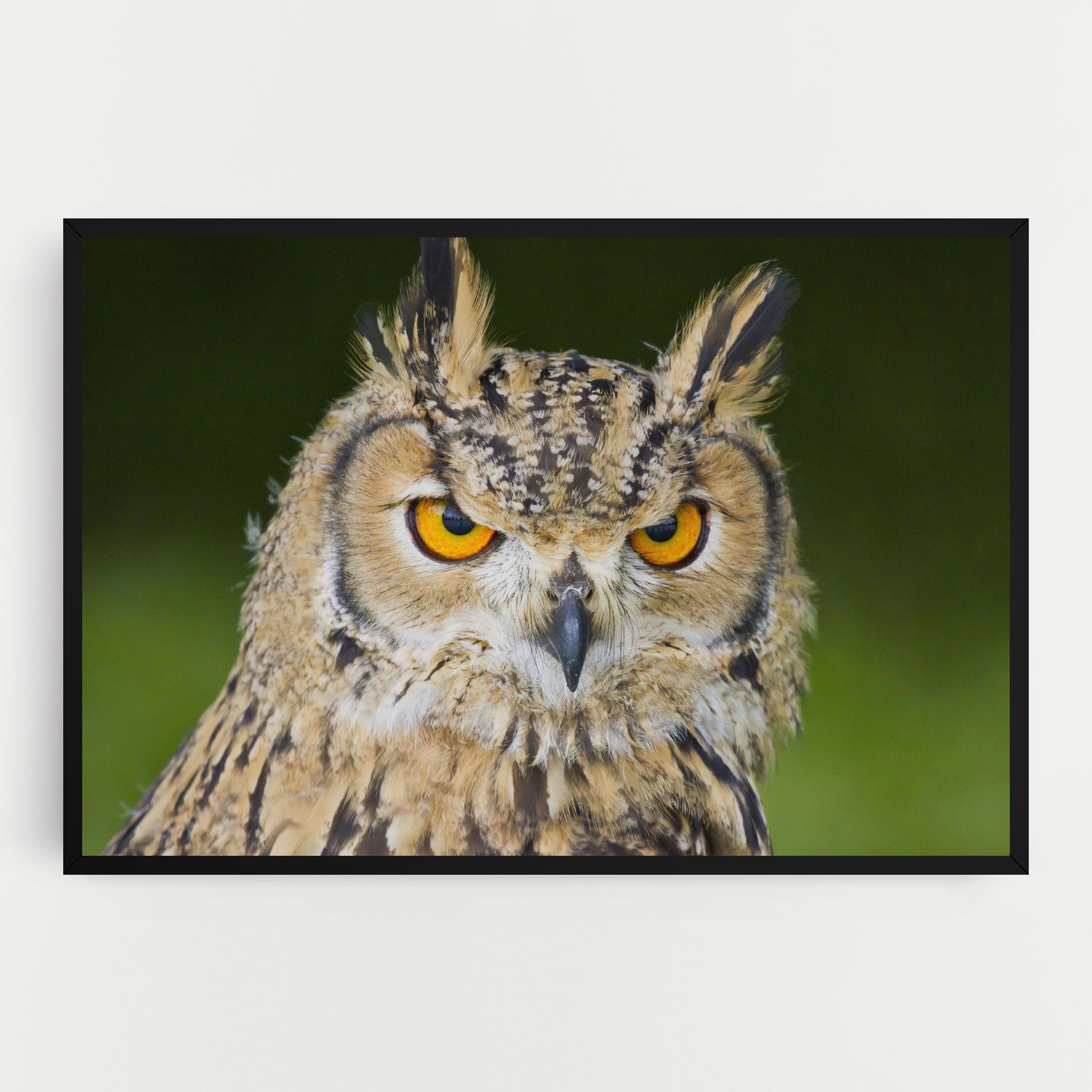 Angry Owl mockup 0
