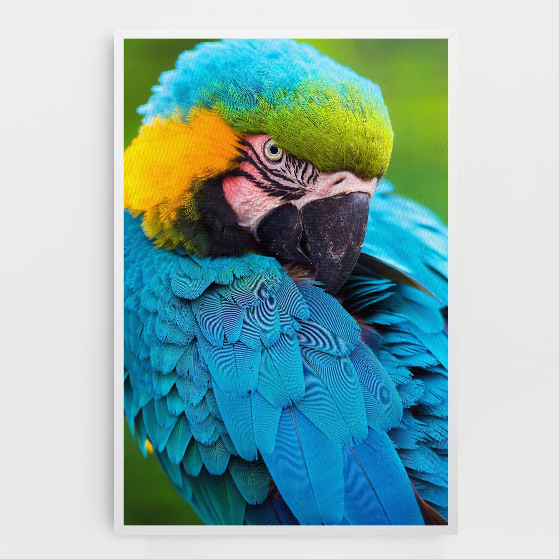 Blue Parrot mockup 0
