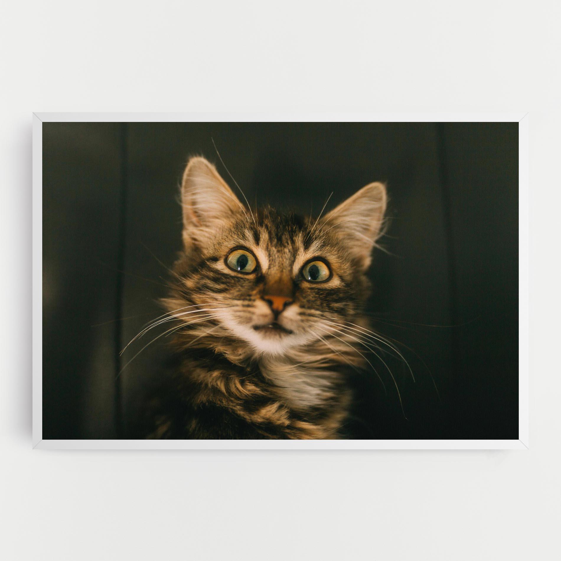 Картина на платно Amazed Cat mockup 0