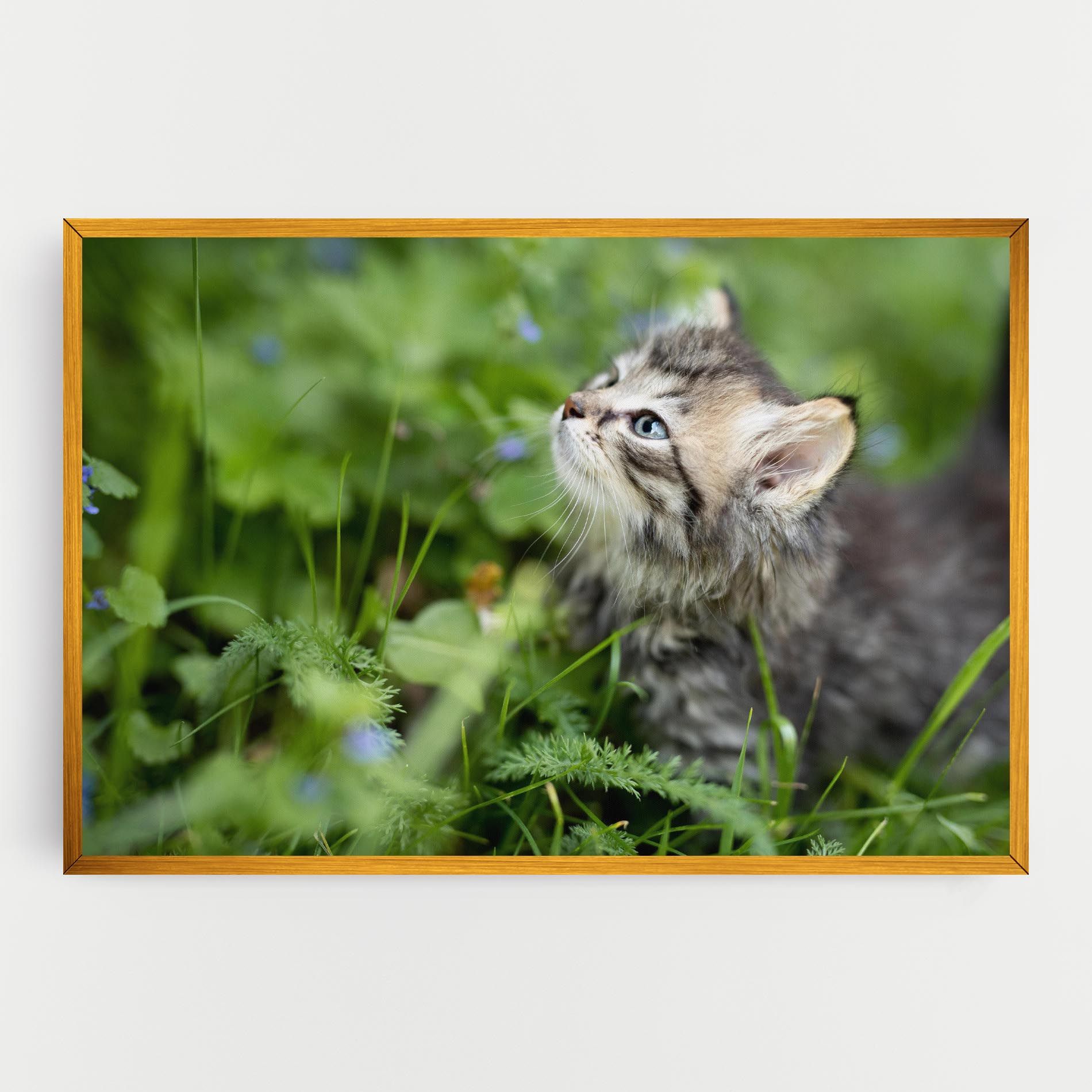 Brown Baby Cat mockup 0