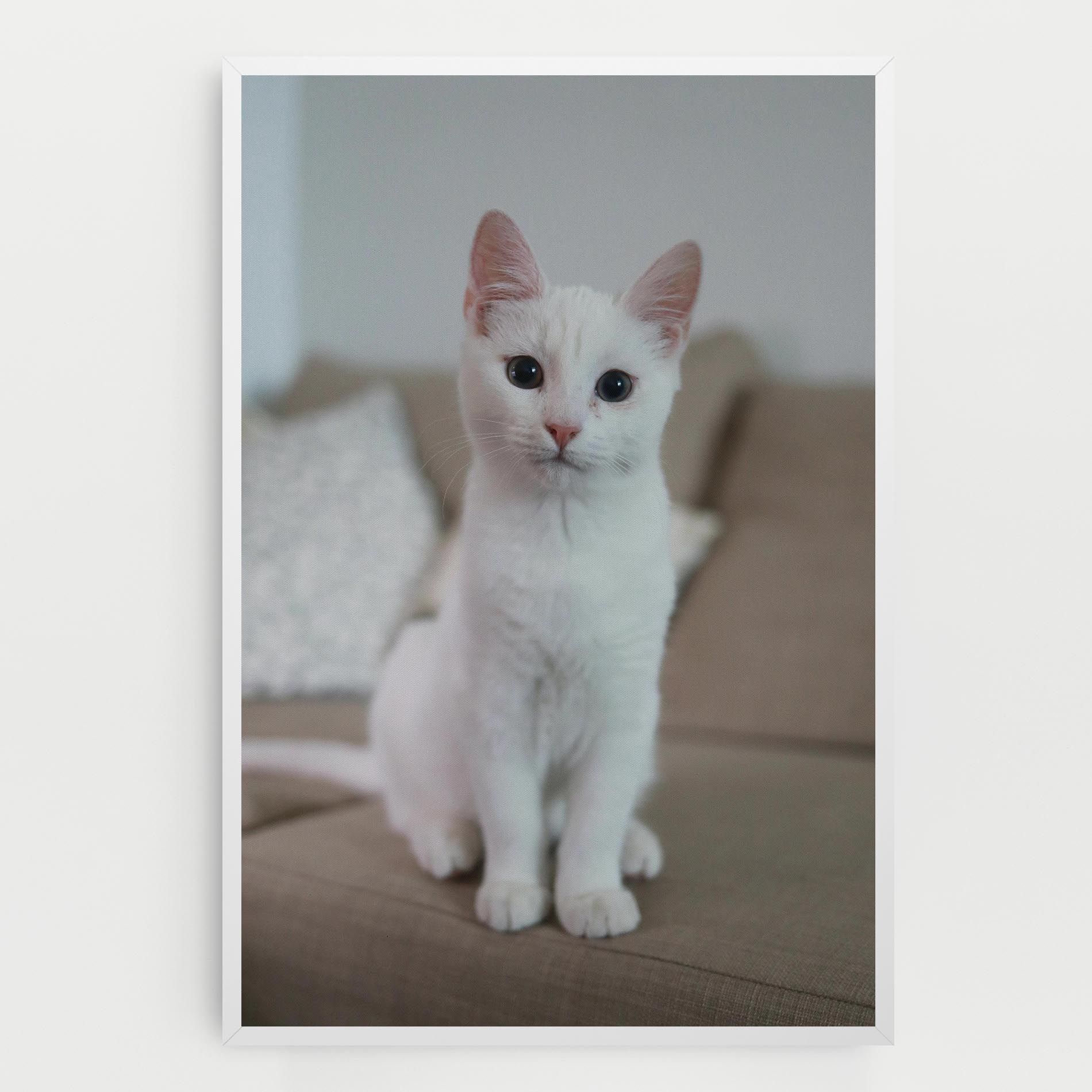 Beautiful White Cat mockup 0