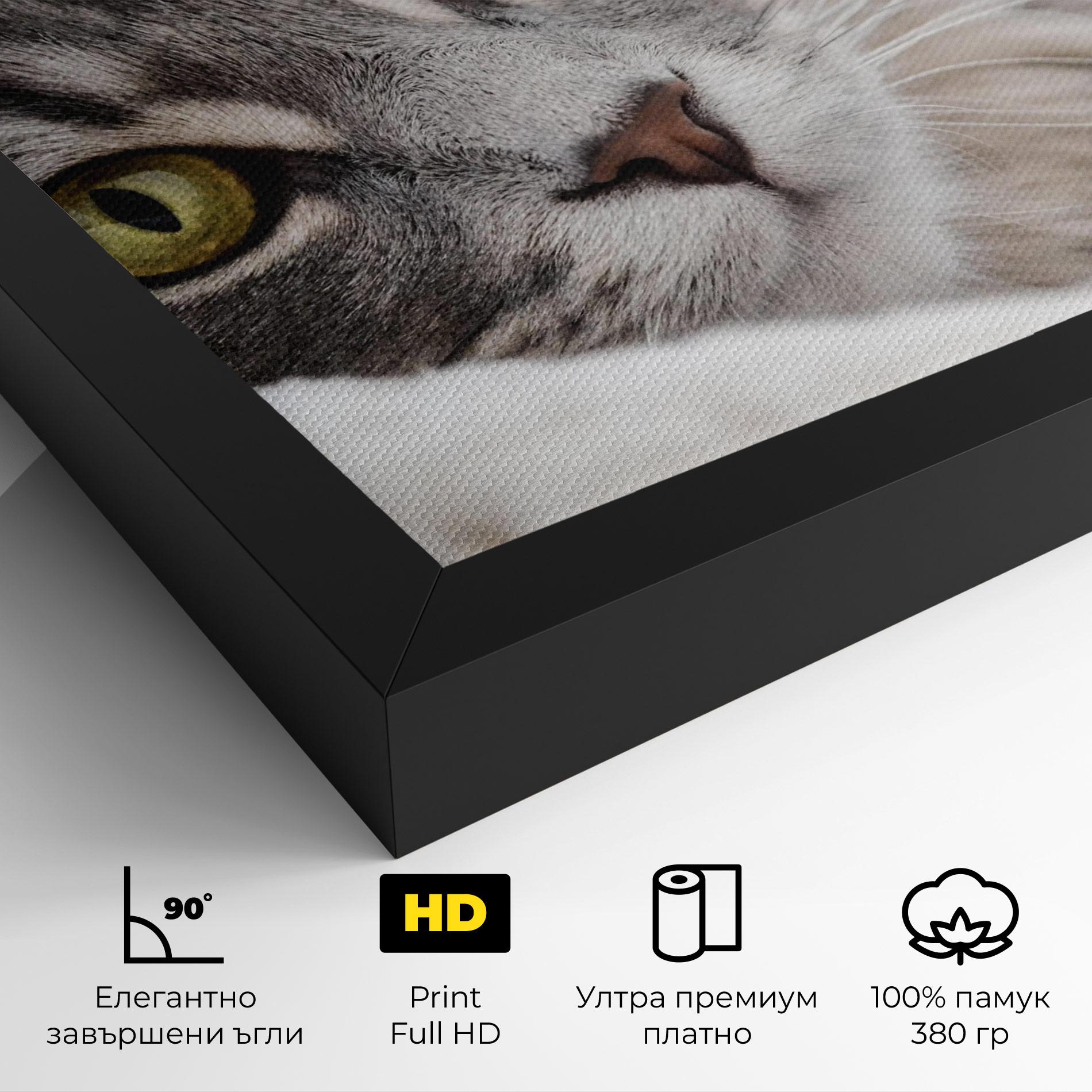 Картина на платно Grey Fluffy Cat mockup 4