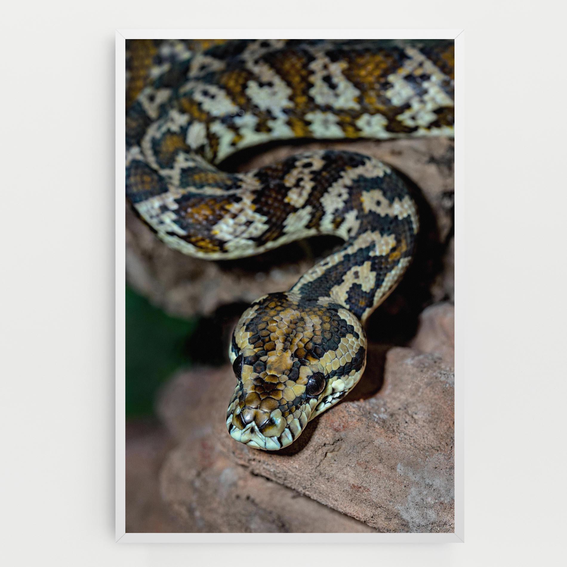 Картина на платно King Snake mockup 0