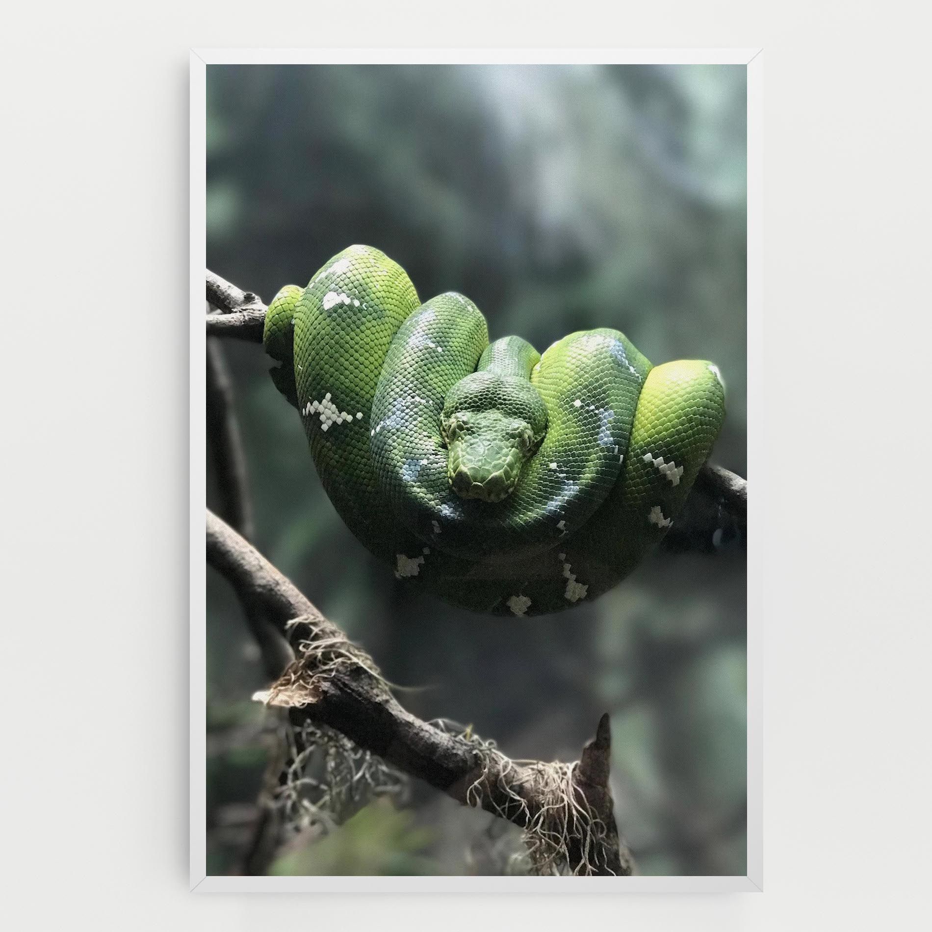 Sleepy Snake mockup 0