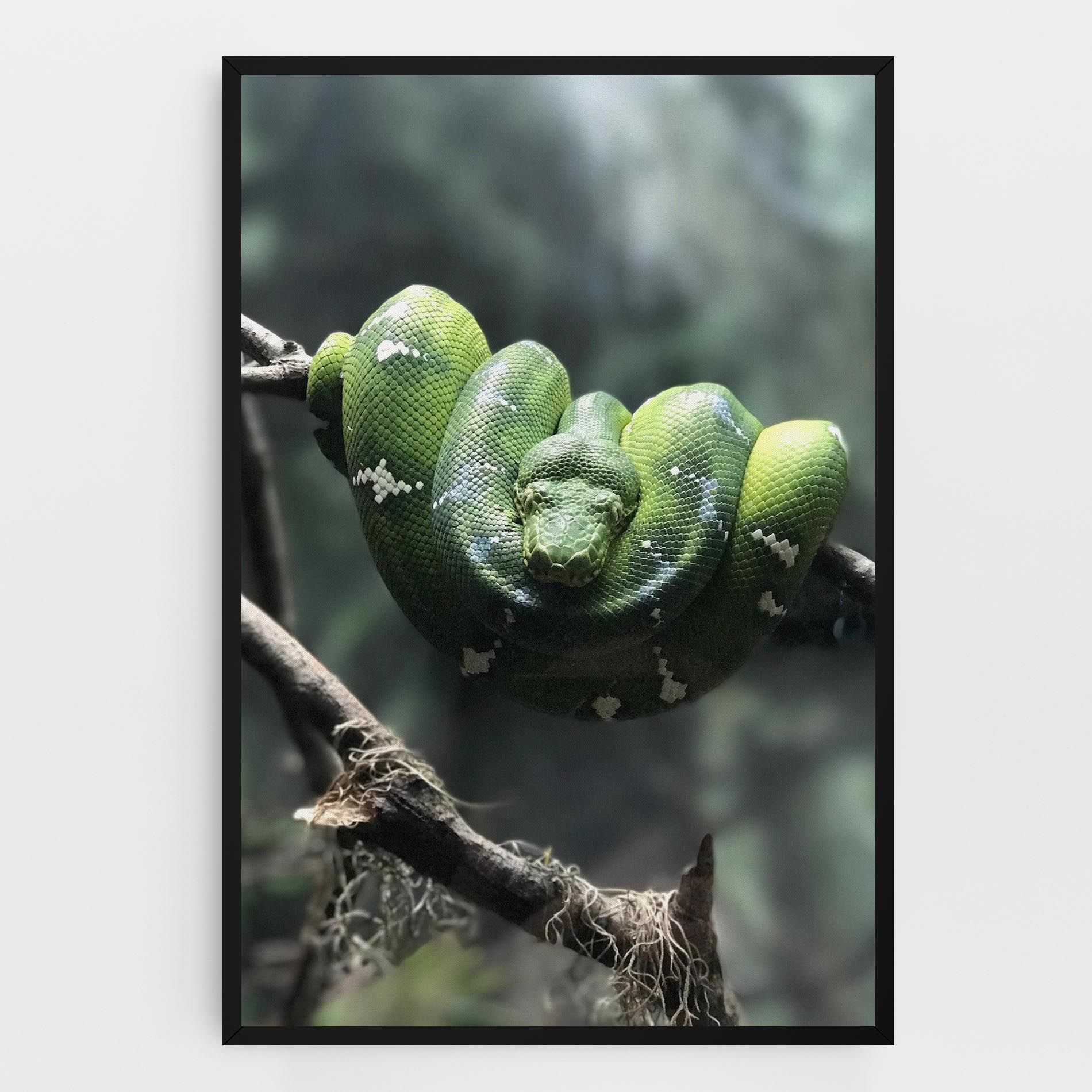 Sleepy Snake mockup 0