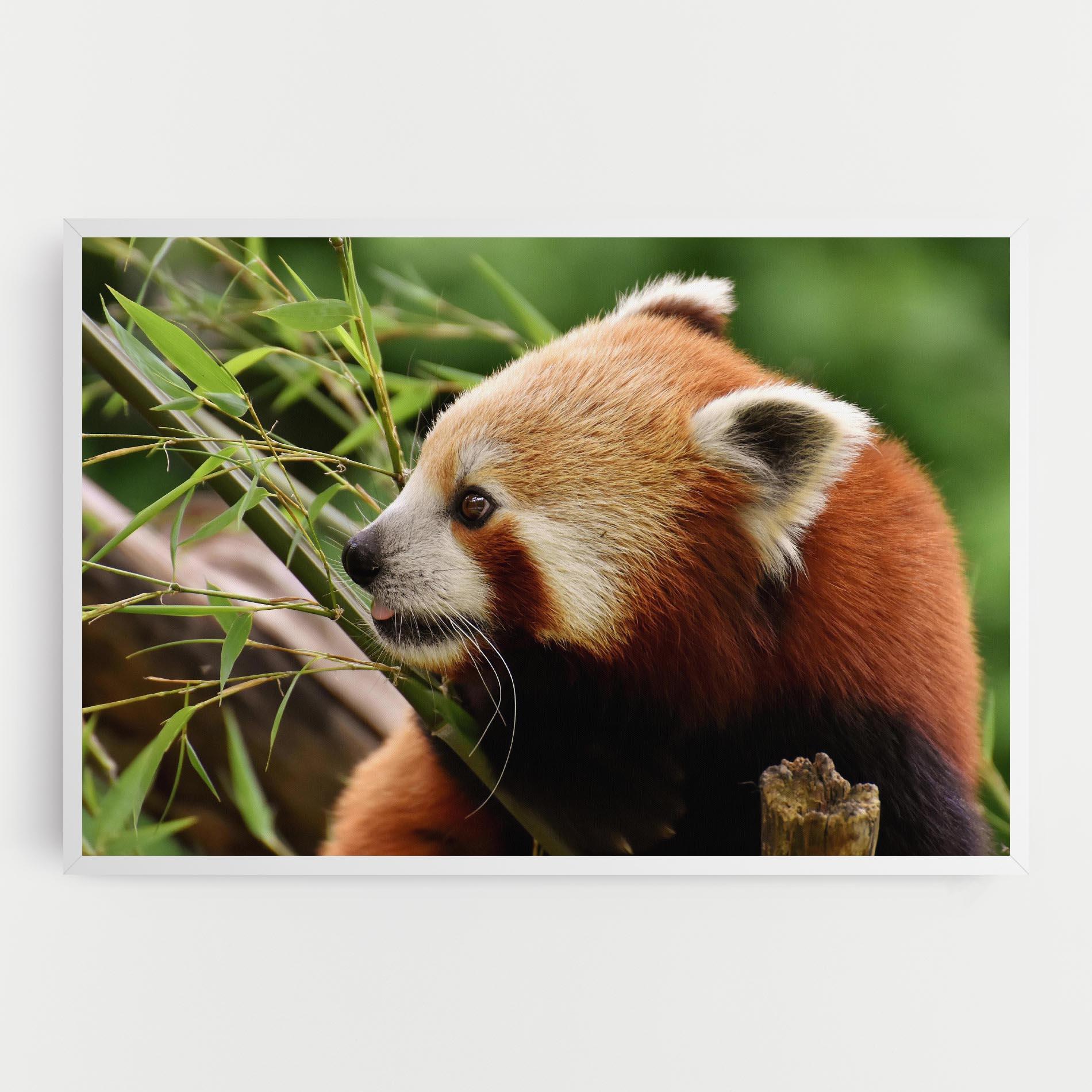 Картина на платно Cute Red Panda mockup 0