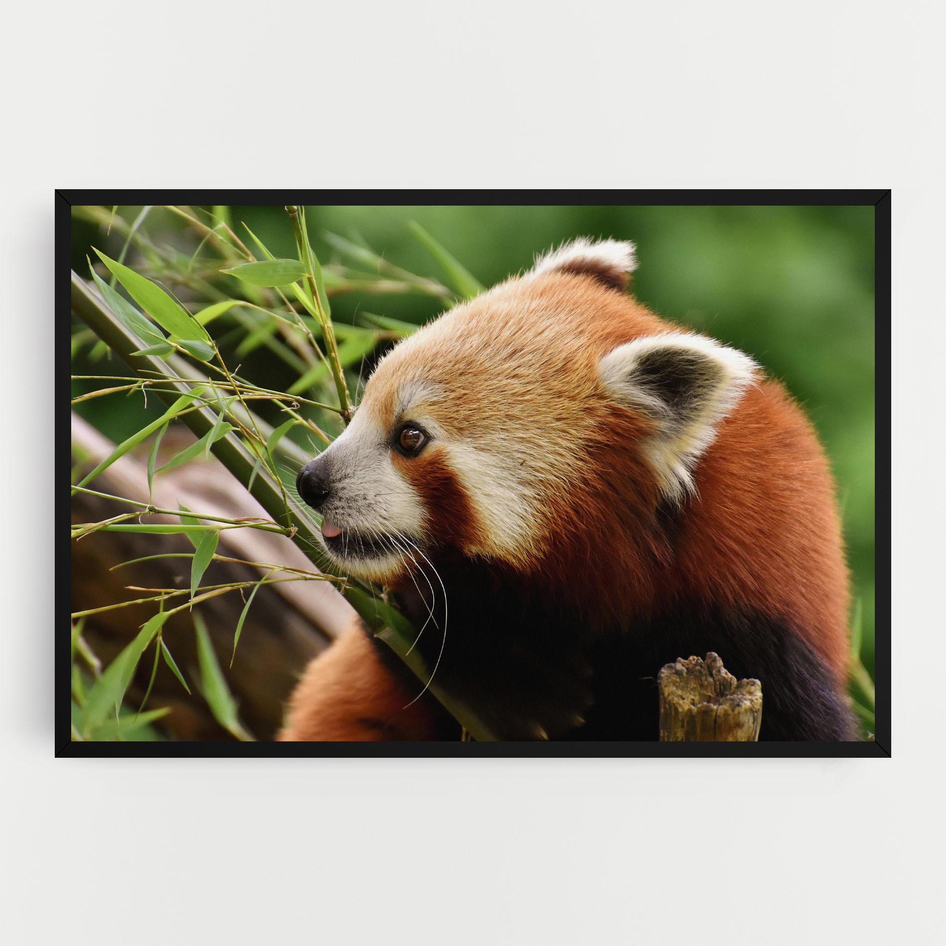 Картина на платно Cute Red Panda mockup 0