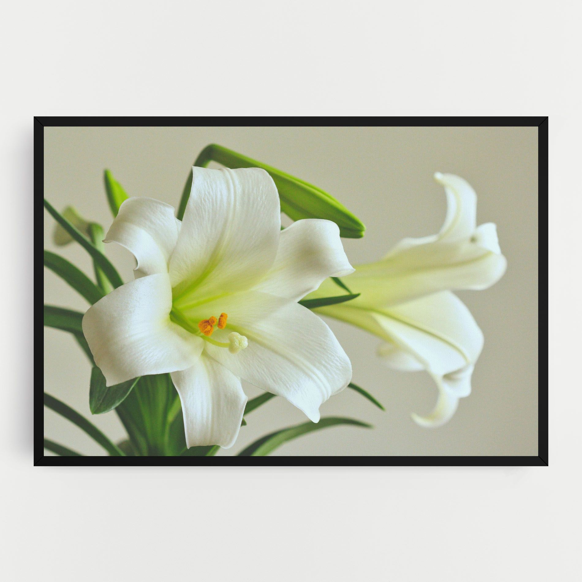 Green Lily mockup 0