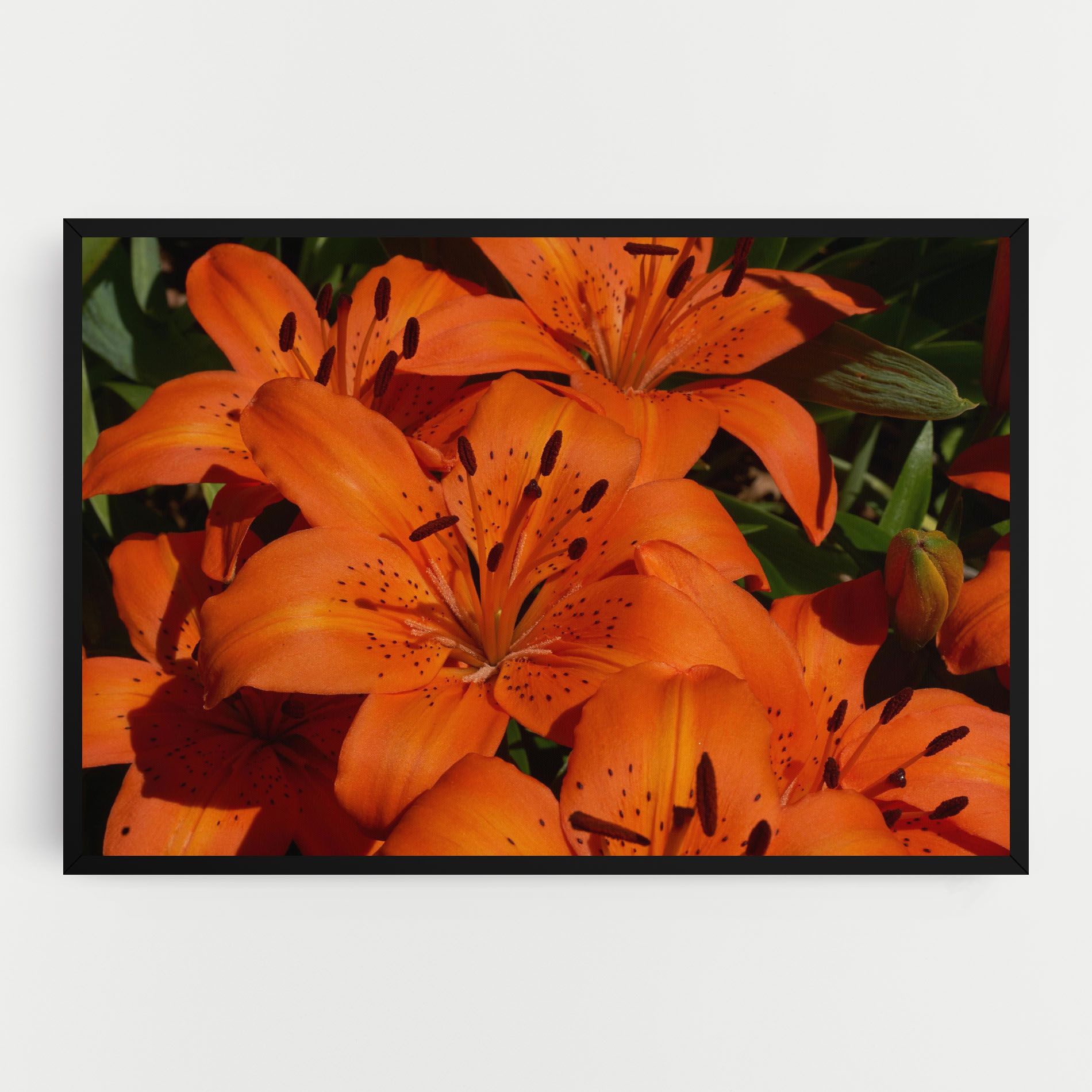 Orange Lily In The Sun mockup 0