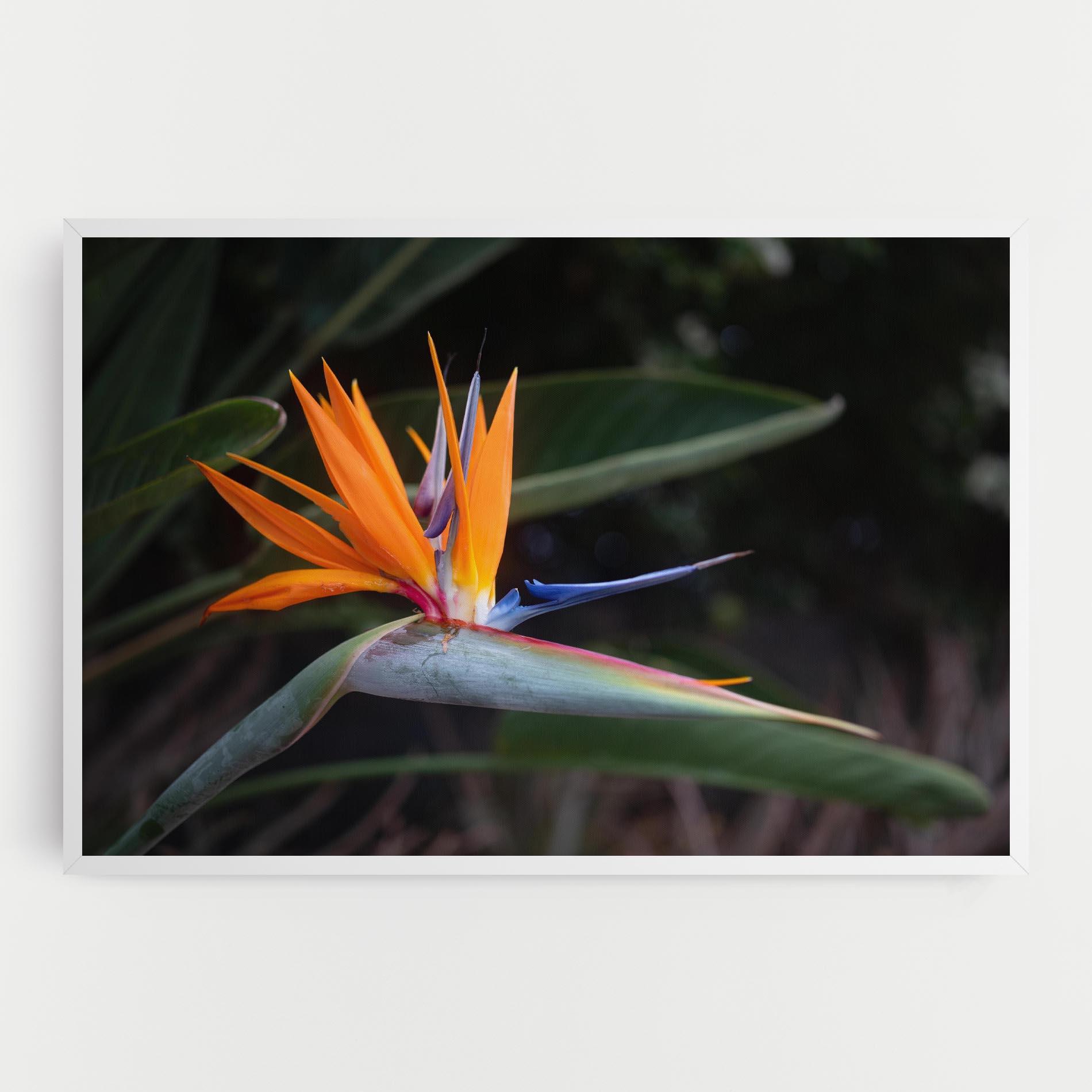 Картина на платно Paradise Plant mockup 0