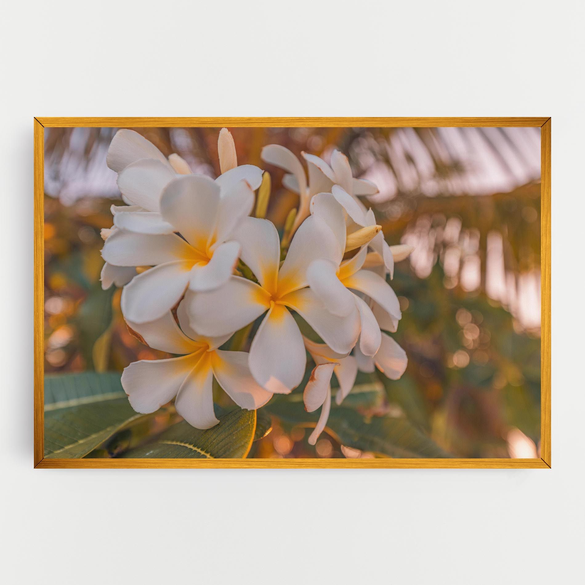 White Plumeria mockup 0