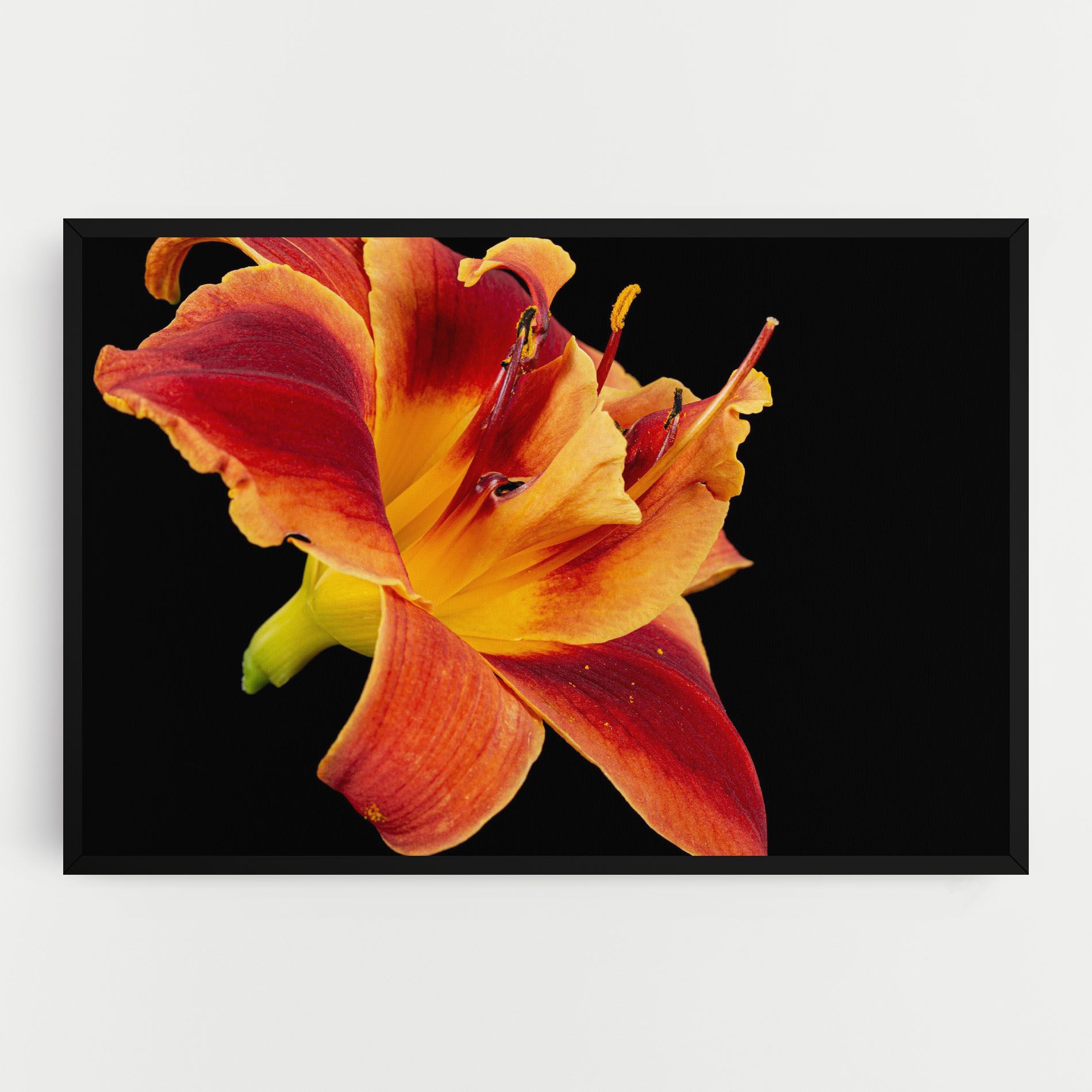 Exotic Orange Red mockup 0