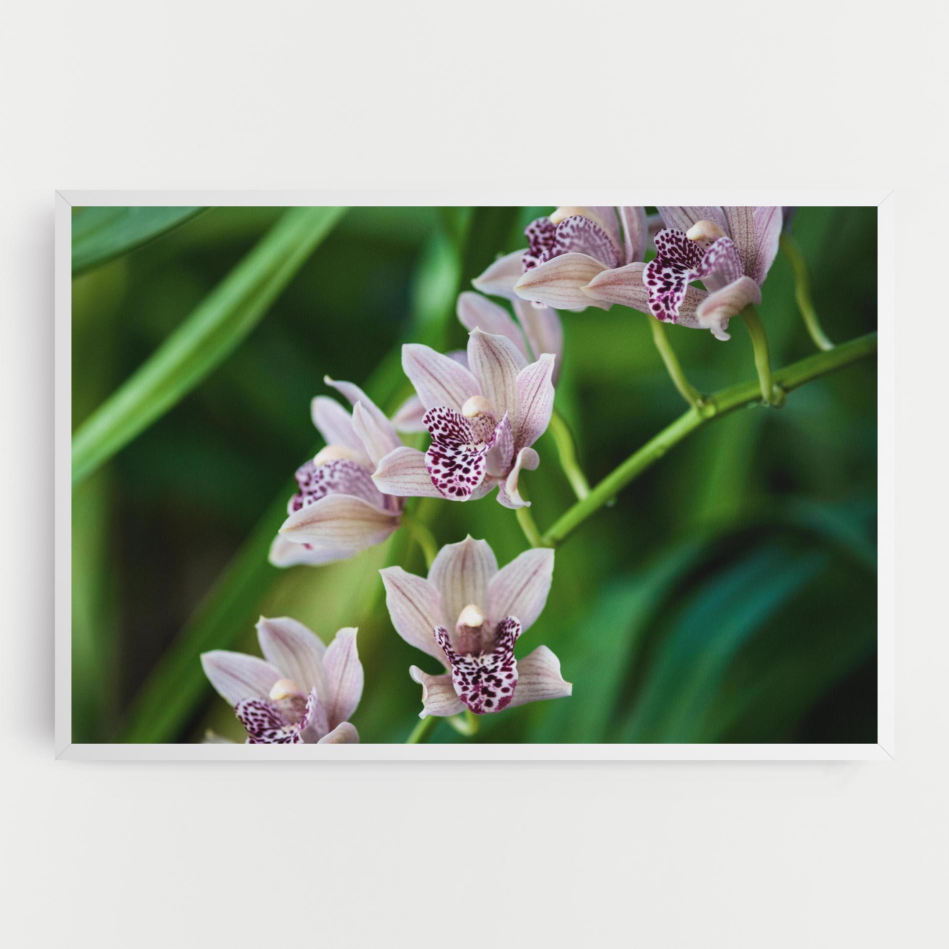Картина на платно Cymbidium Orchid mockup 0