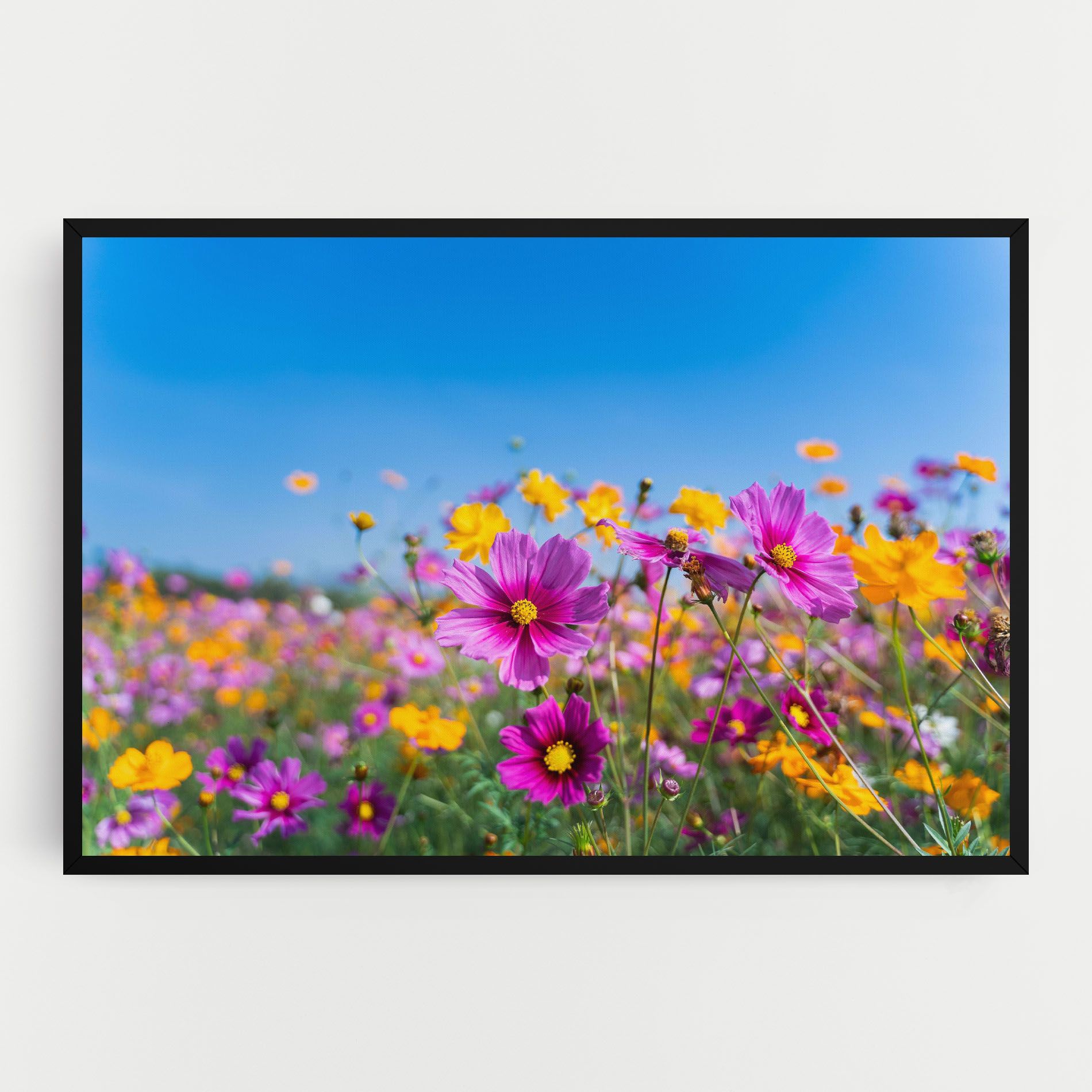 Cosmos Flowers Grassland mockup 0
