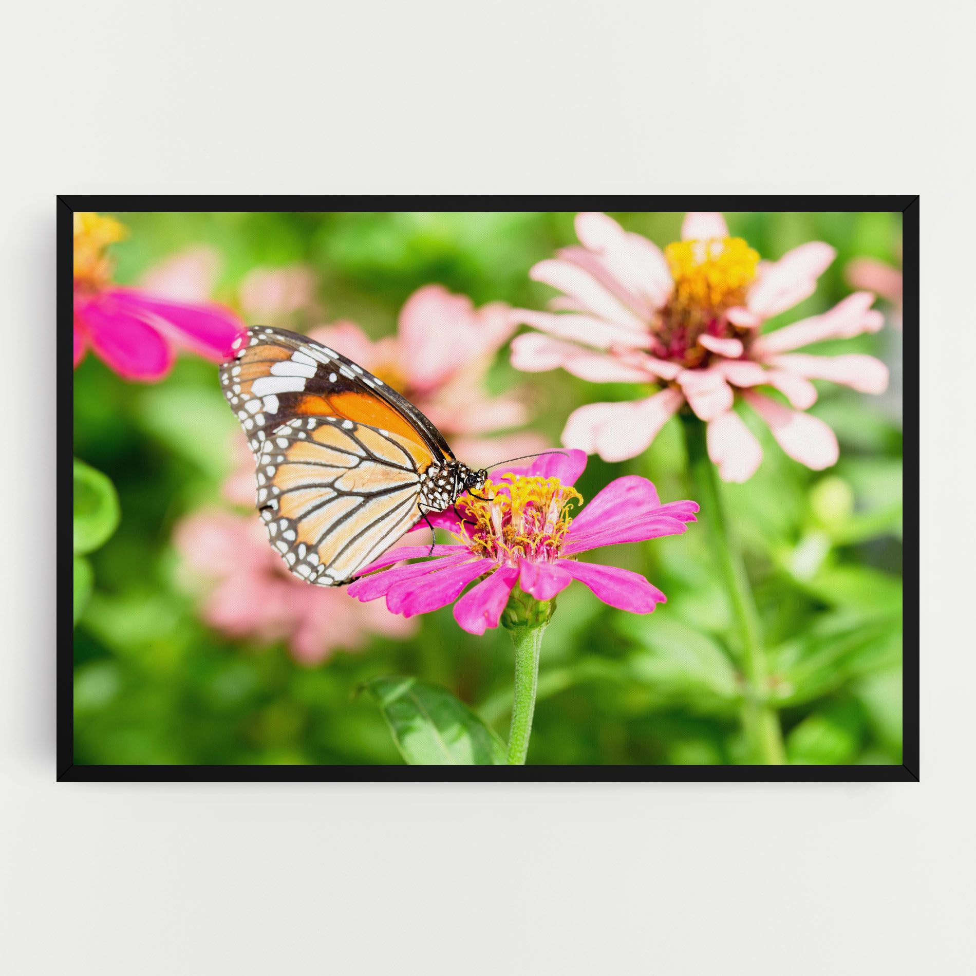Daylight Butterfly mockup 0
