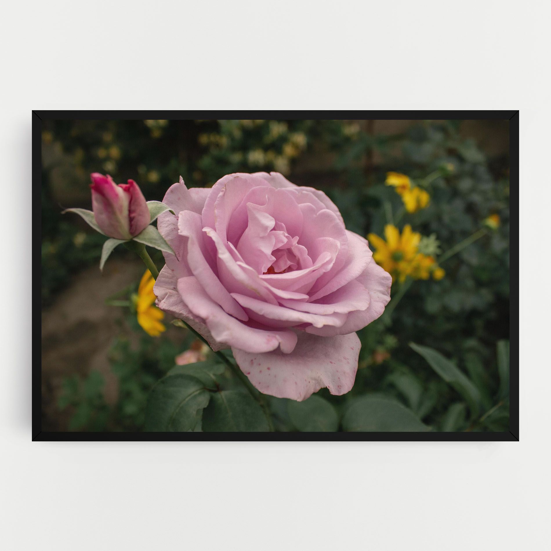 Garden Pink Rose mockup 0