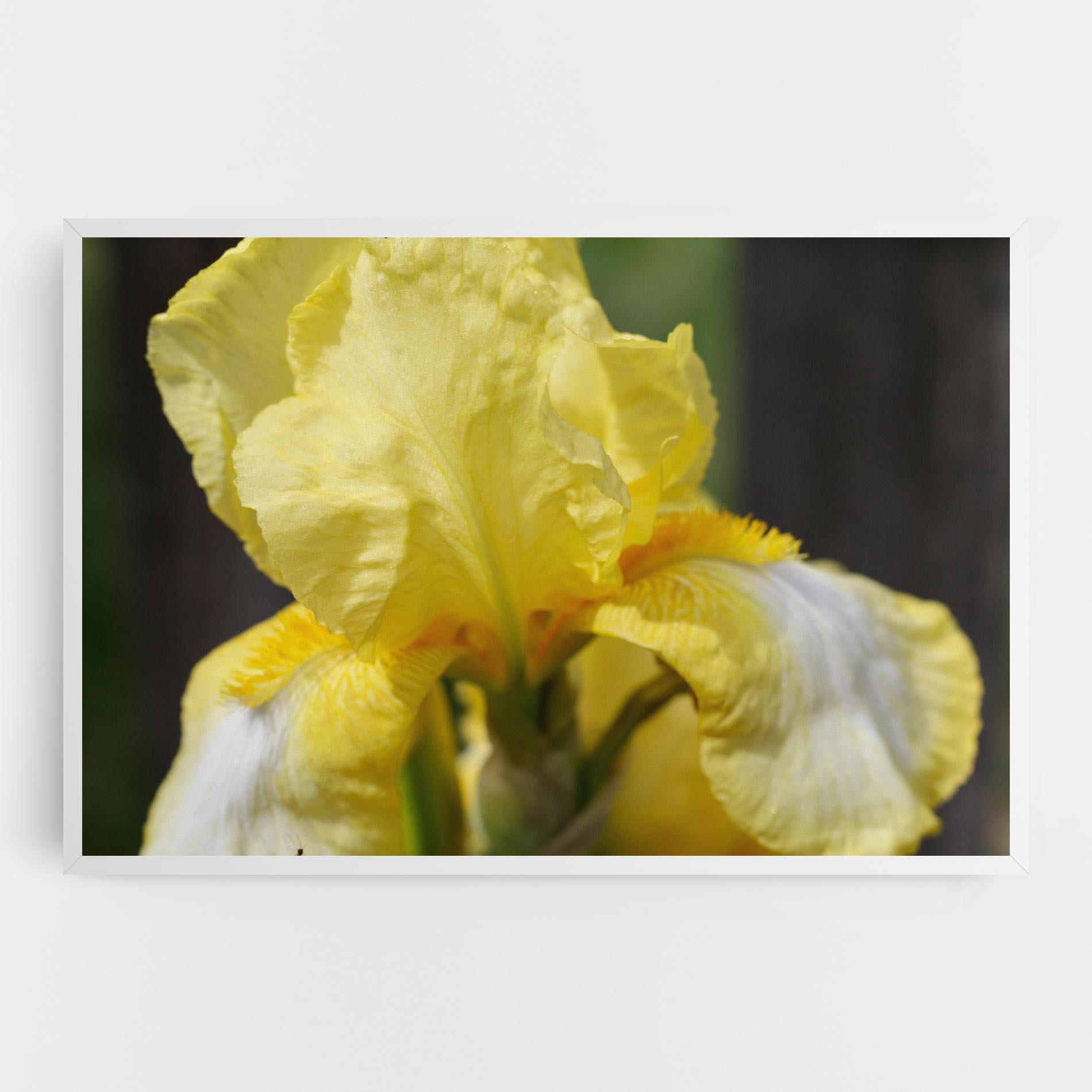 Картина на платно Garden Yellow Iris mockup 0