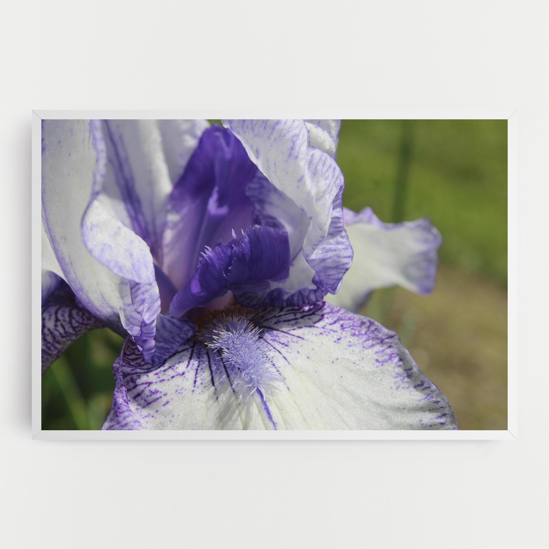 White Purple Iris mockup 0