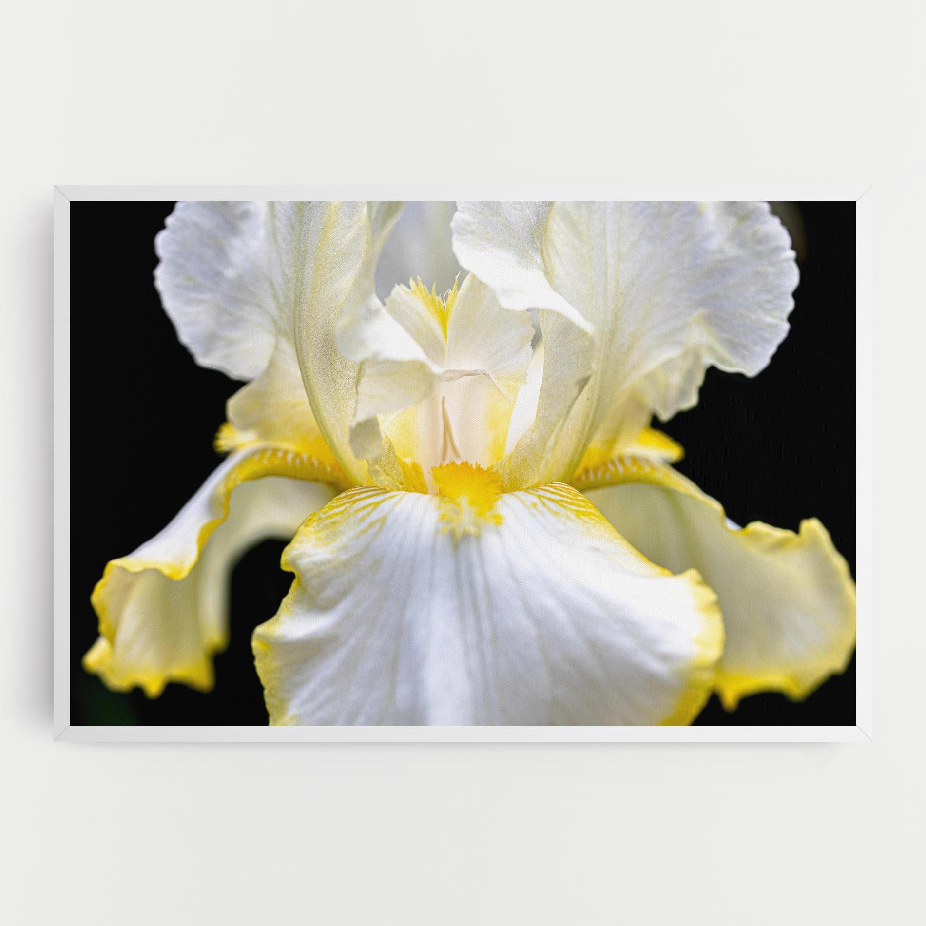 White Yellow Iris mockup 0