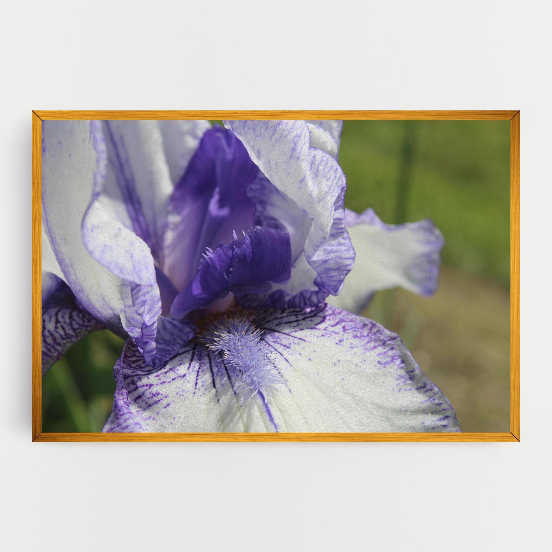 Картина на платно White Purple Iris mockup 0