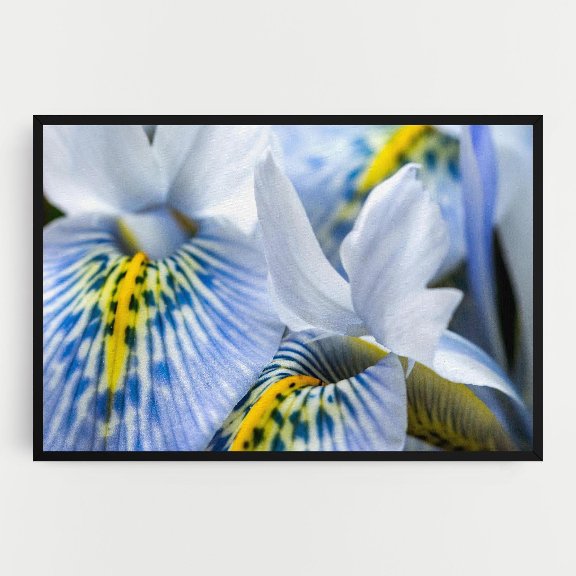 Картина на платно Blue Yellow Iris mockup 0