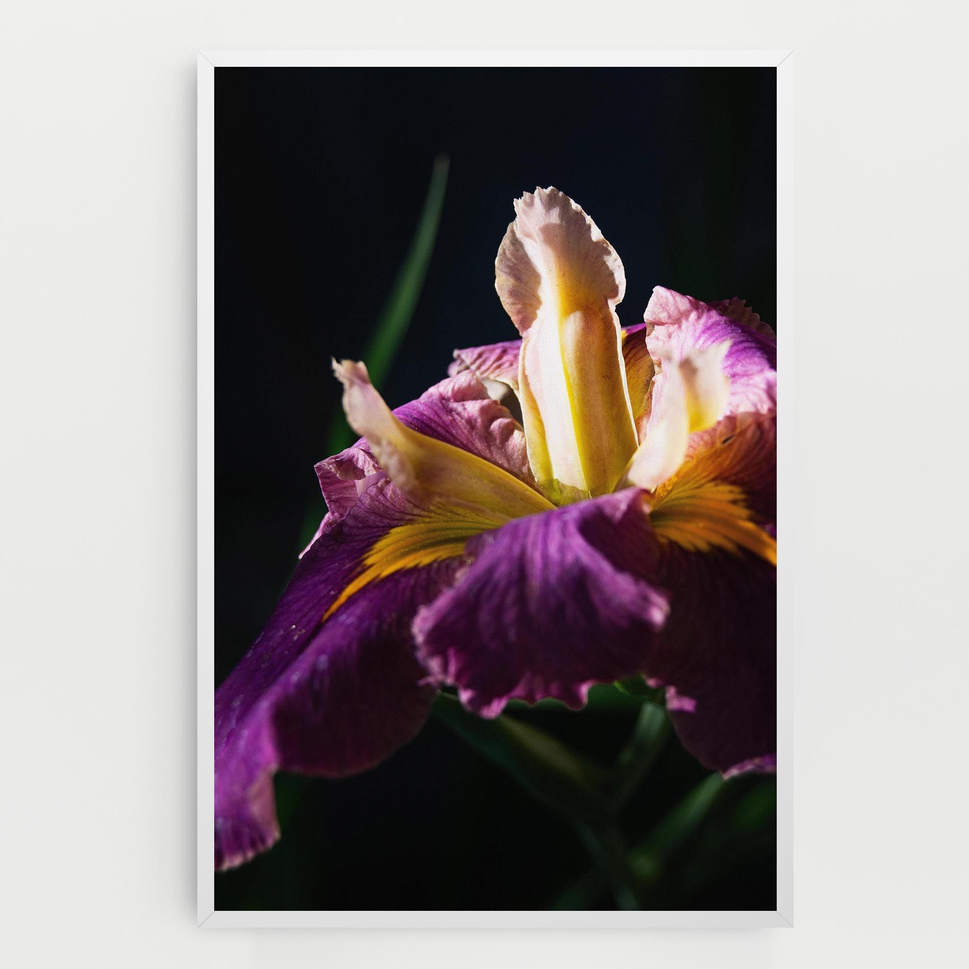 Pastel Yellow Iris mockup 0